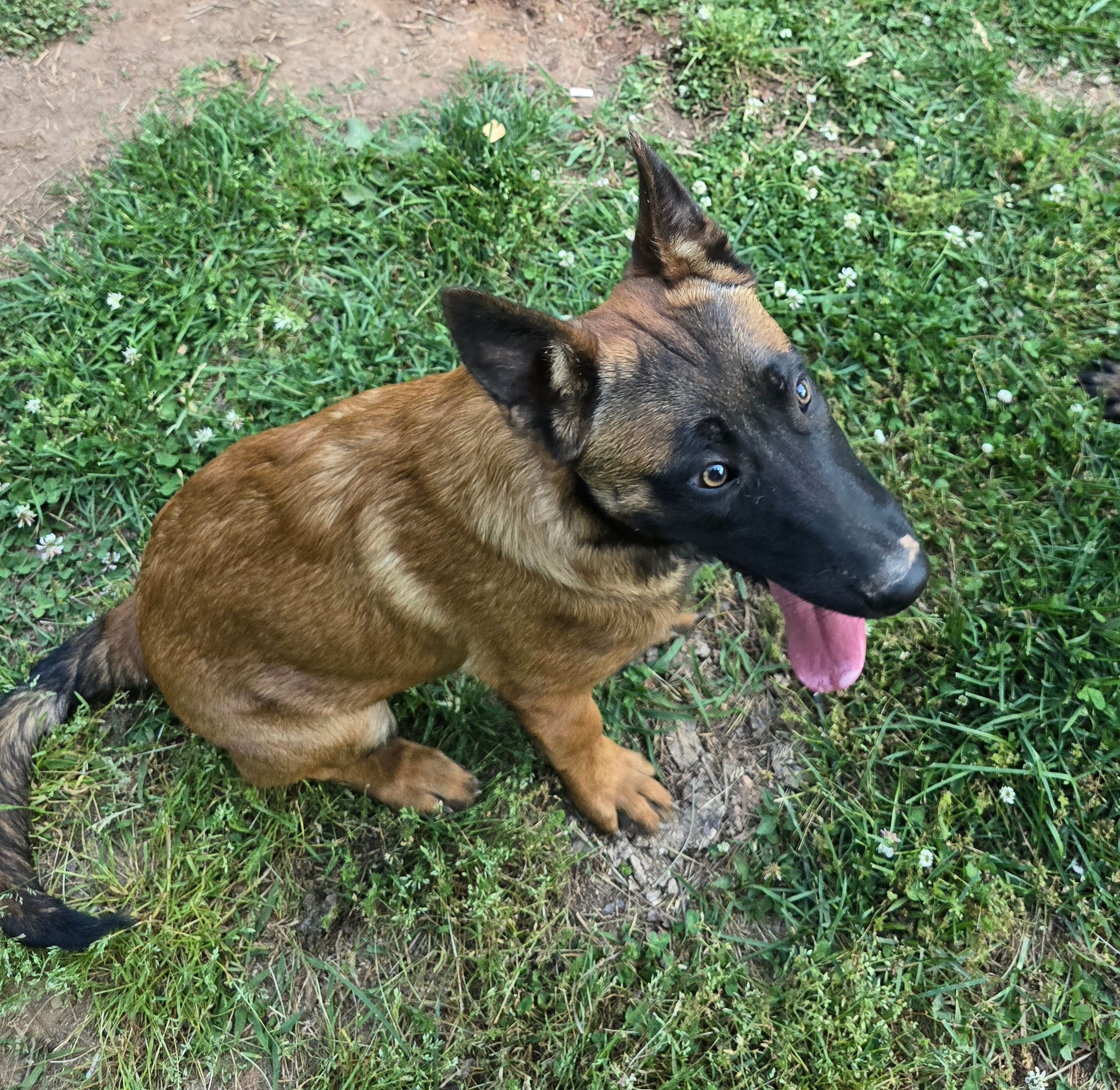 Violet – Belgian Malinois puppy for sale in Whittier, NC