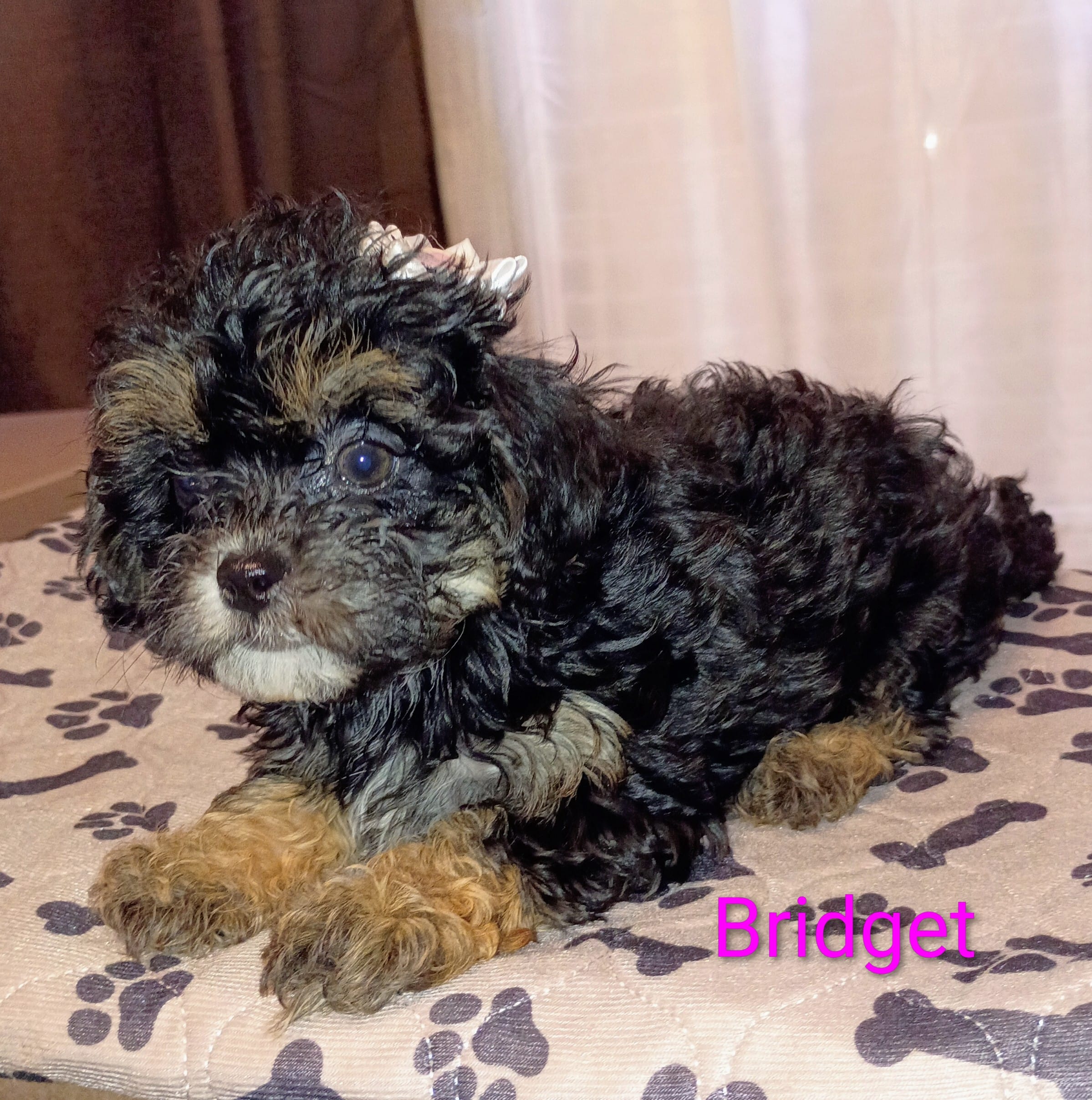 Bridget /Yorkie Poo  – Lhasapoo, Yorkshire Terrier puppy for sale in Cicero, IL