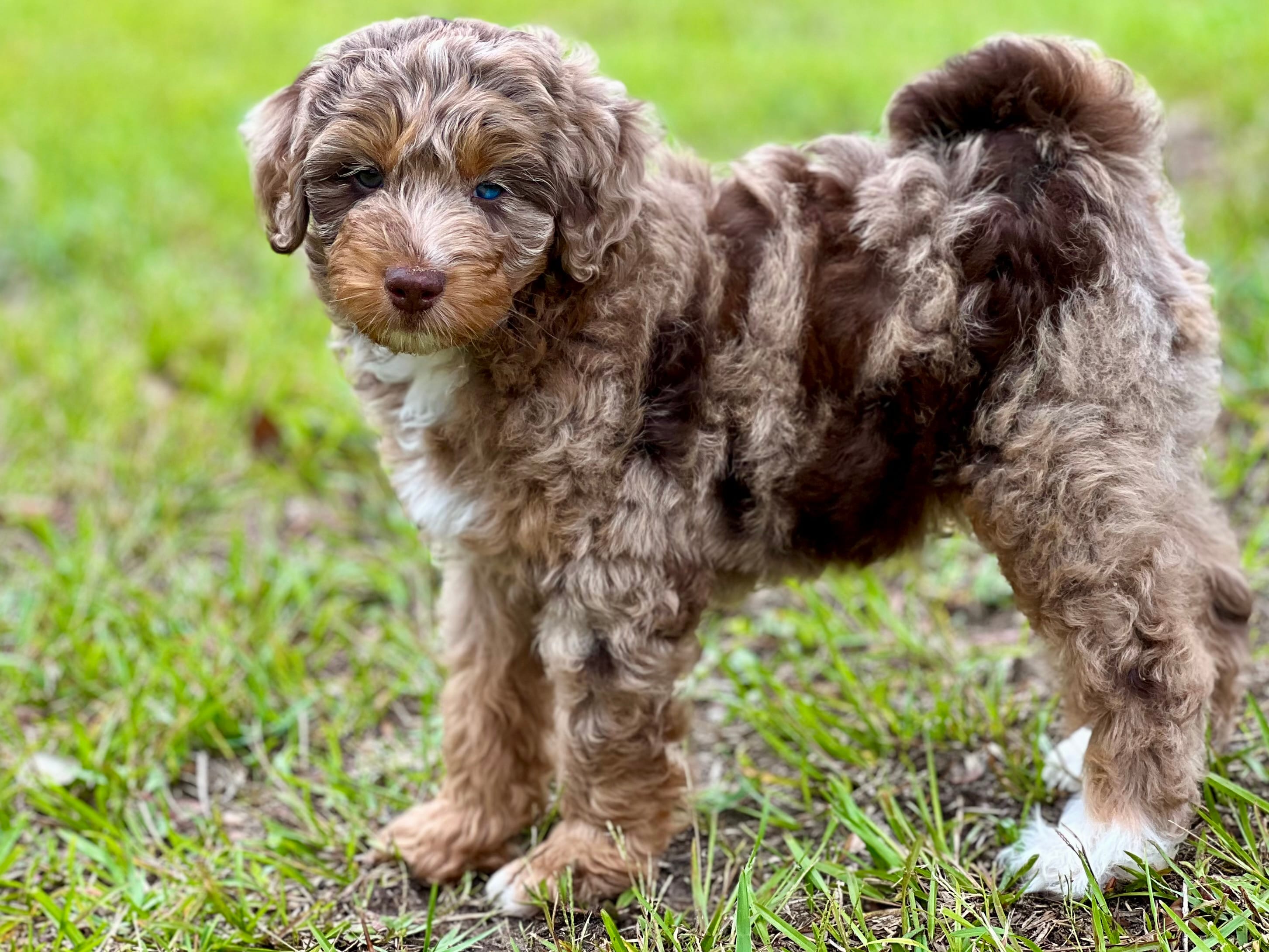 Rosco – Miniature Aussiedoodle puppy for sale in Houston, TX
