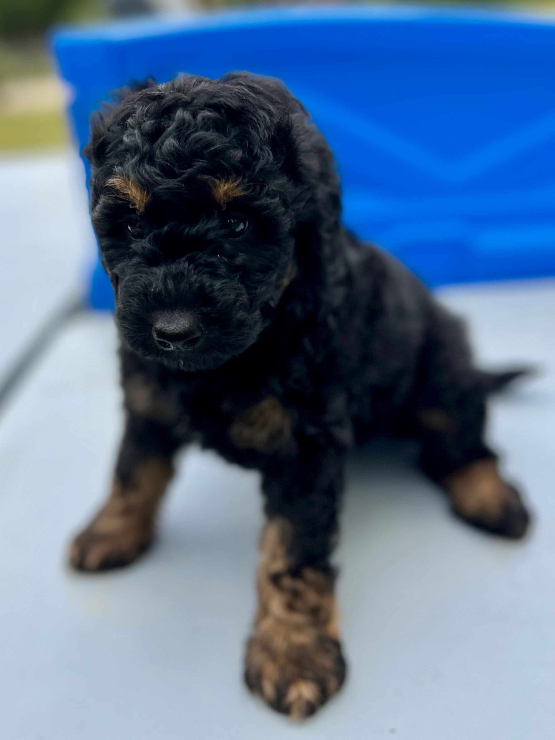 Ranger – Miniature Aussiedoodle puppy for sale in Houston, TX
