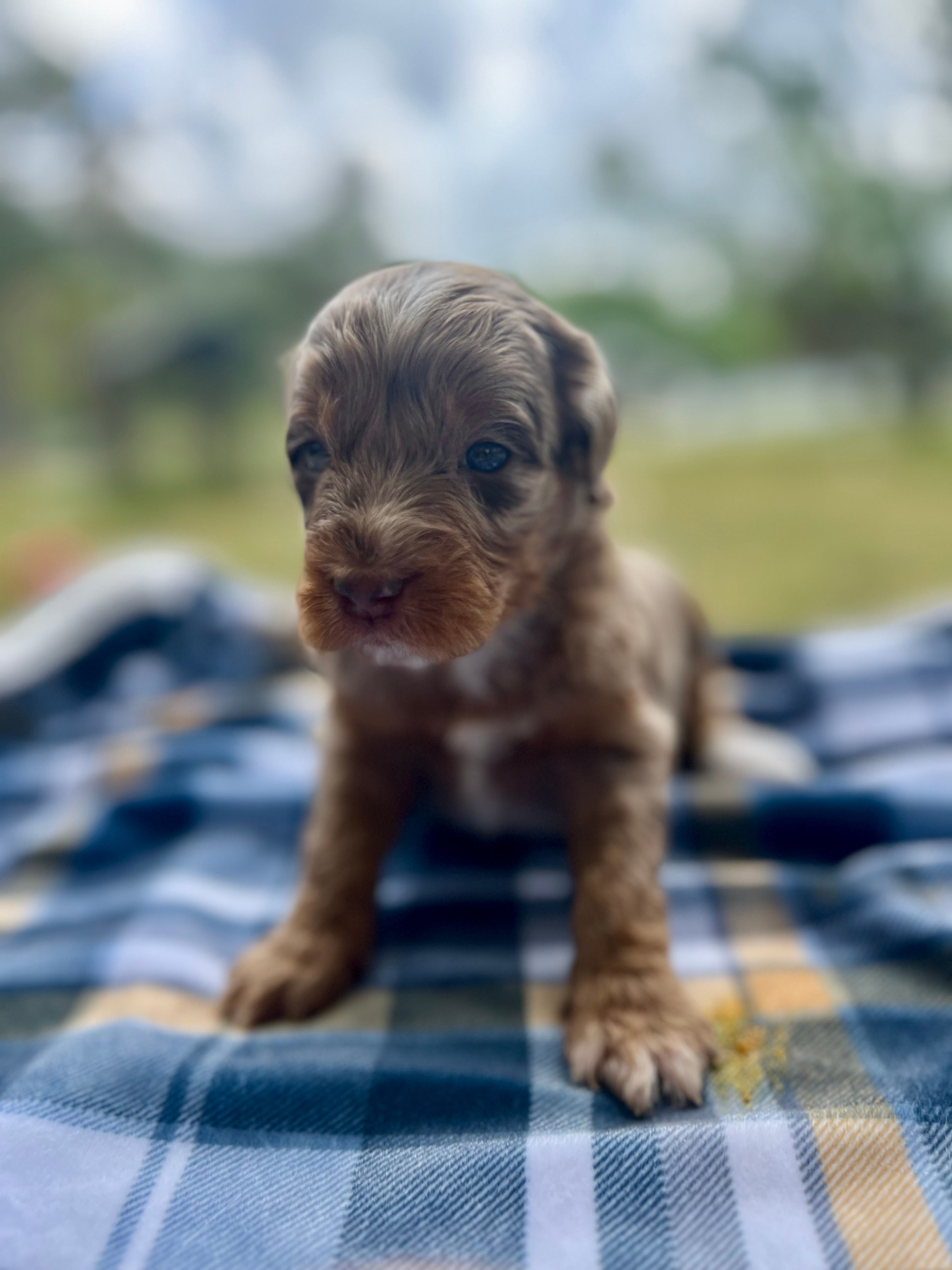 Rosco – Miniature Aussiedoodle puppy for sale in Houston, TX