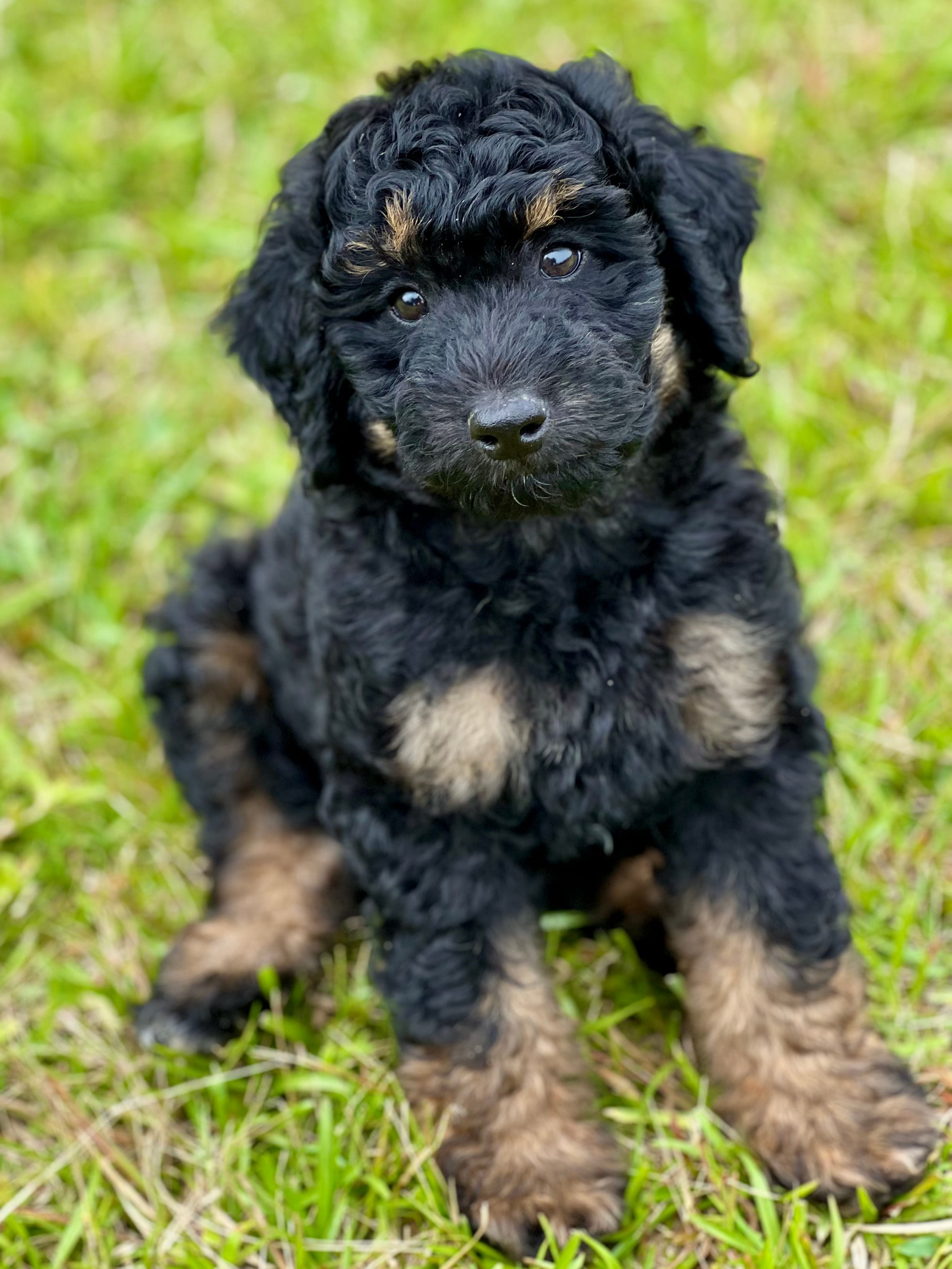 Ranger – Miniature Aussiedoodle puppy for sale in Houston, TX