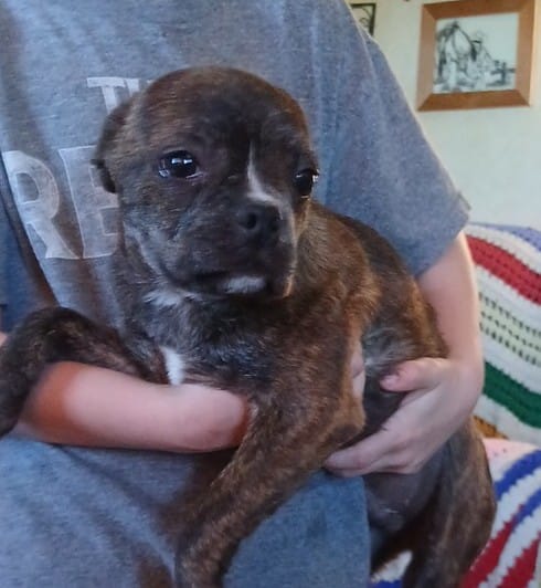 Rex – Boston Terrier puppy for sale in Willisville, AR