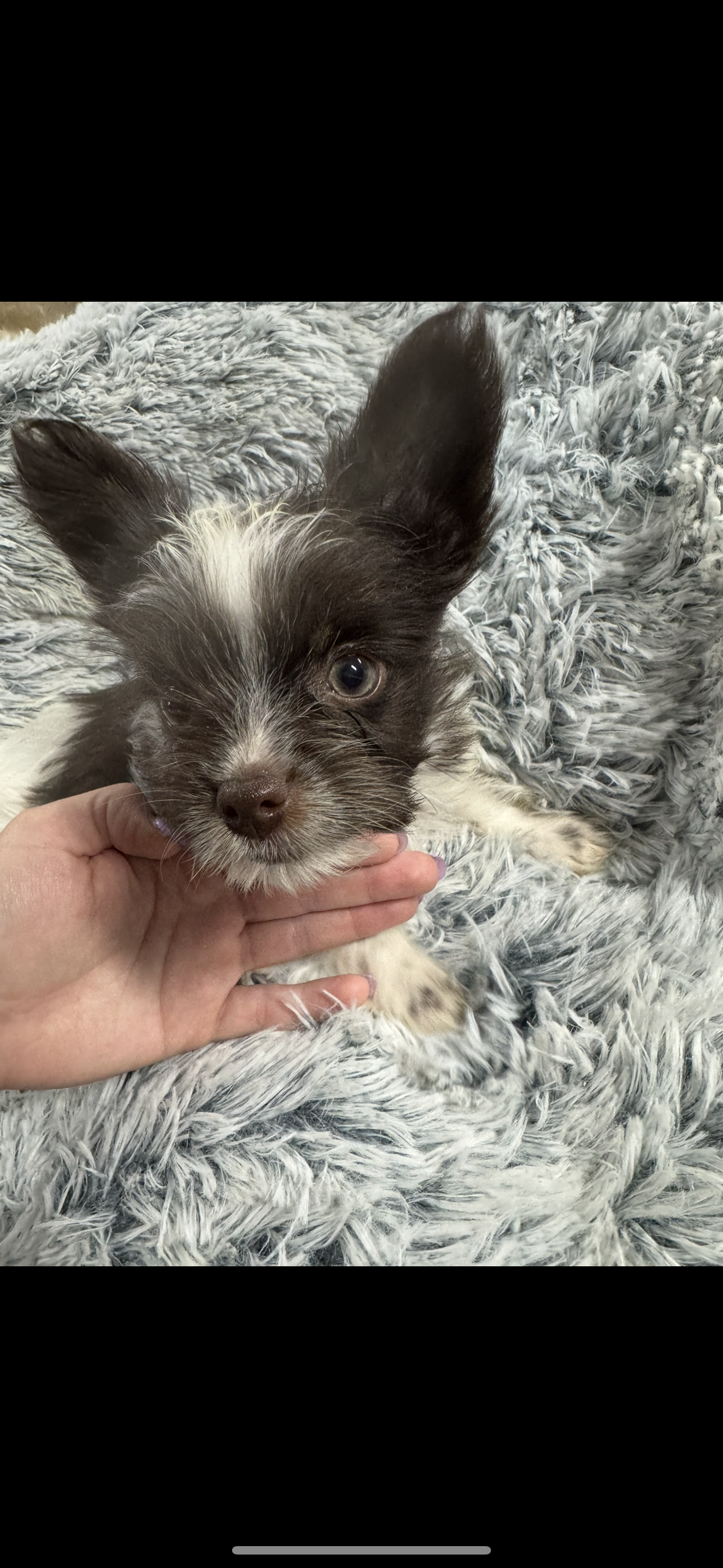 Royce  – Yorkshire Terrier puppy for sale in Greensboro, NC