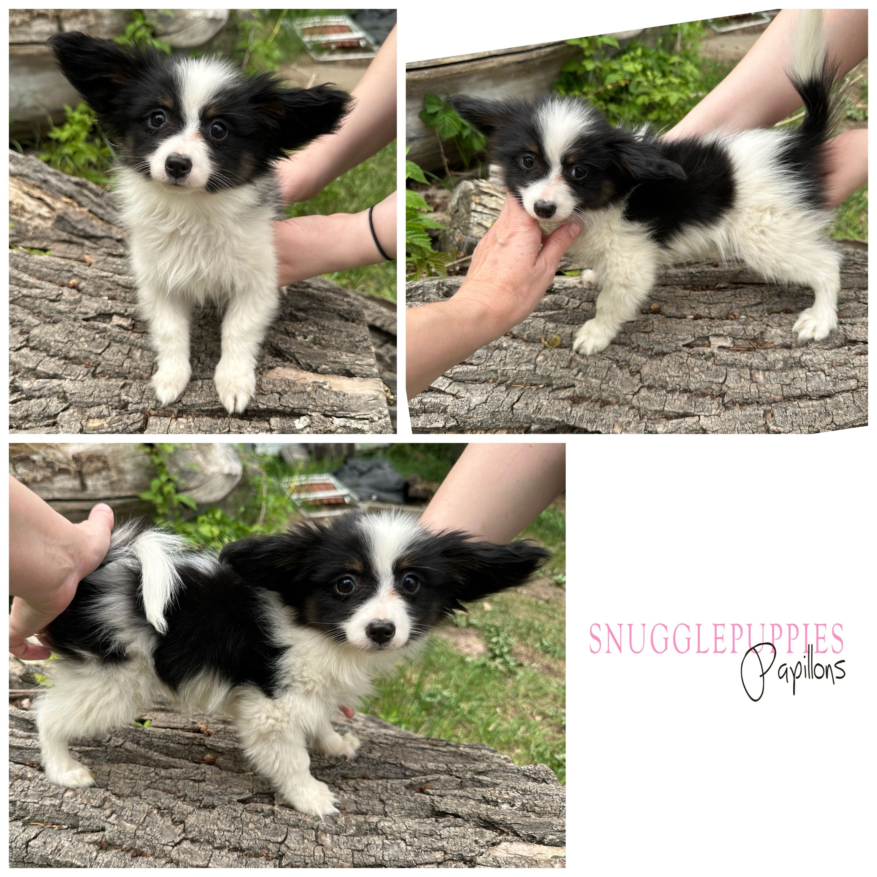 Male UB2 CH sired Multi CH pedigree  – Papillon puppy for sale in Elk River, MN