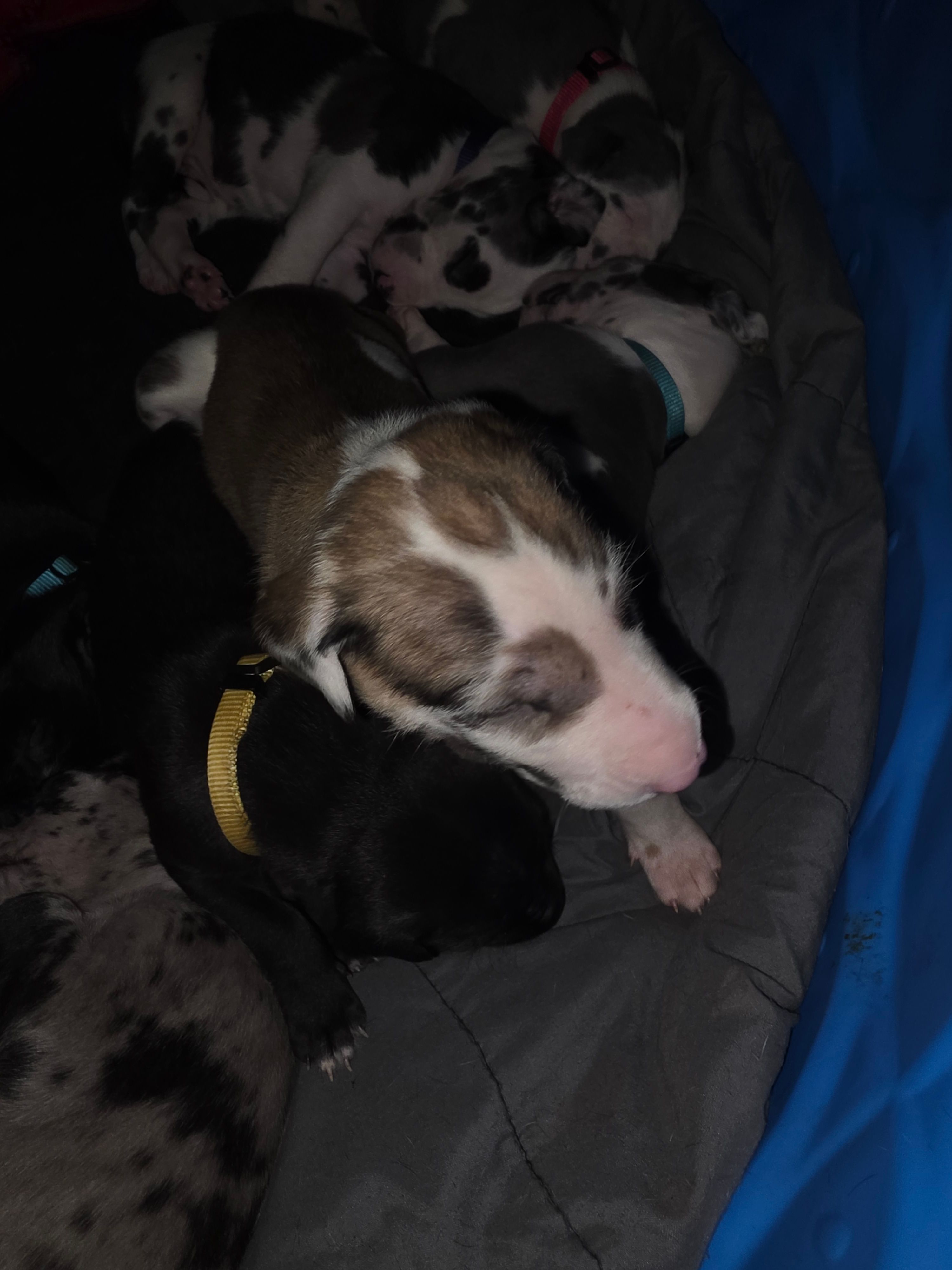 Unknown yet  – Great Dane puppy for sale in Big Spring, TX