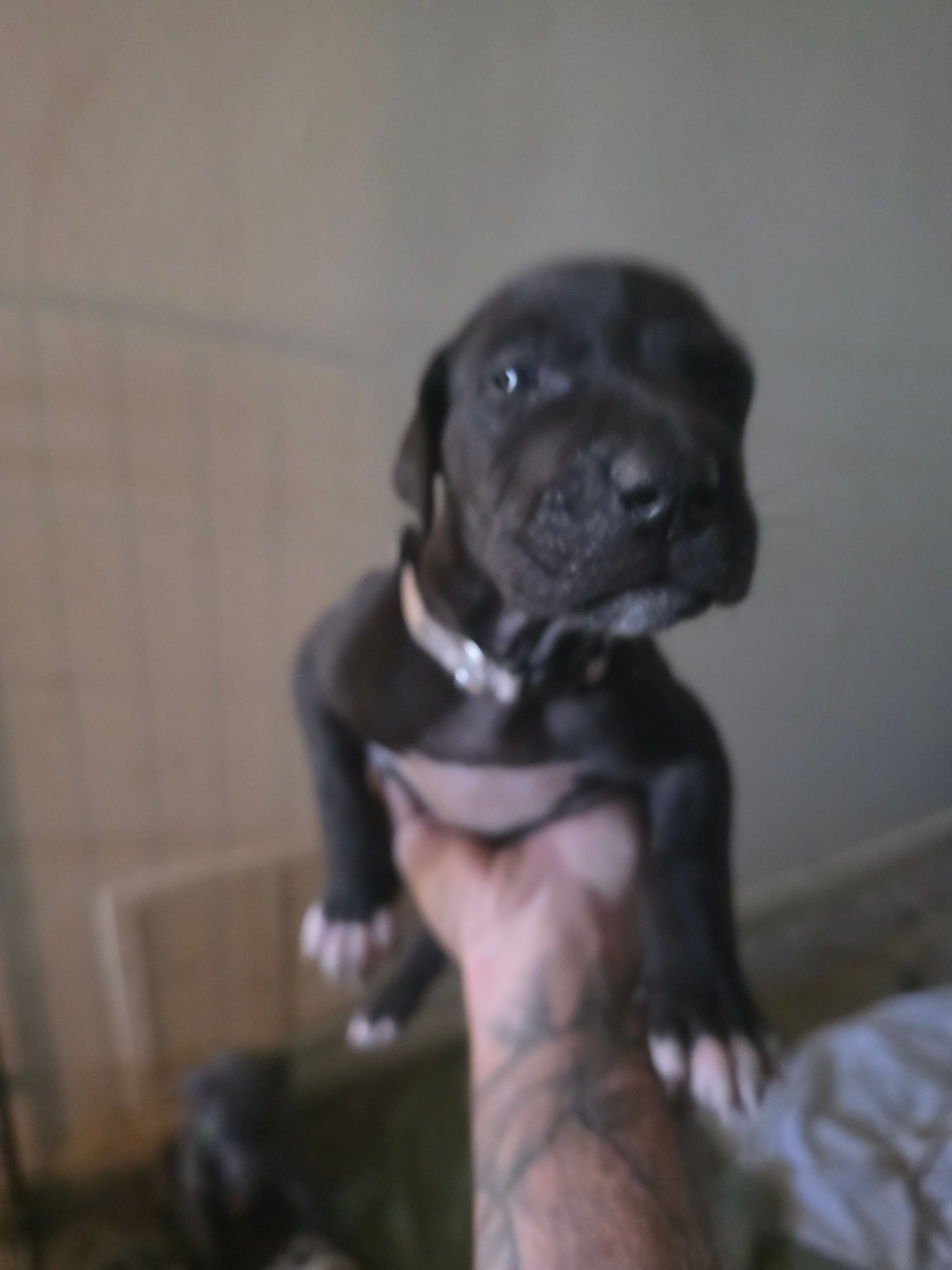 Shadow – Great Dane puppy for sale in Big Spring, TX