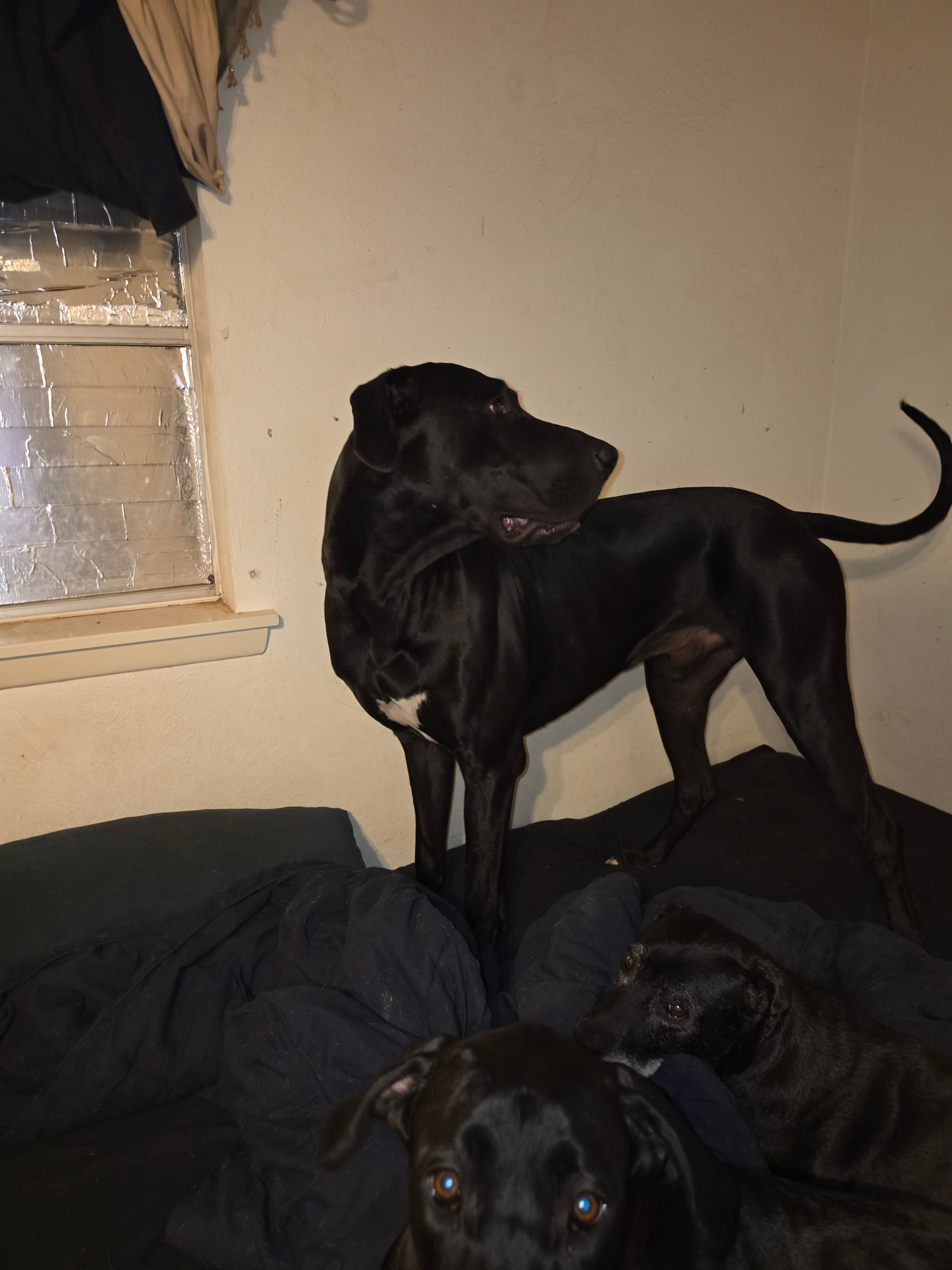 Dad – Great Dane puppy for sale in Big Spring, TX