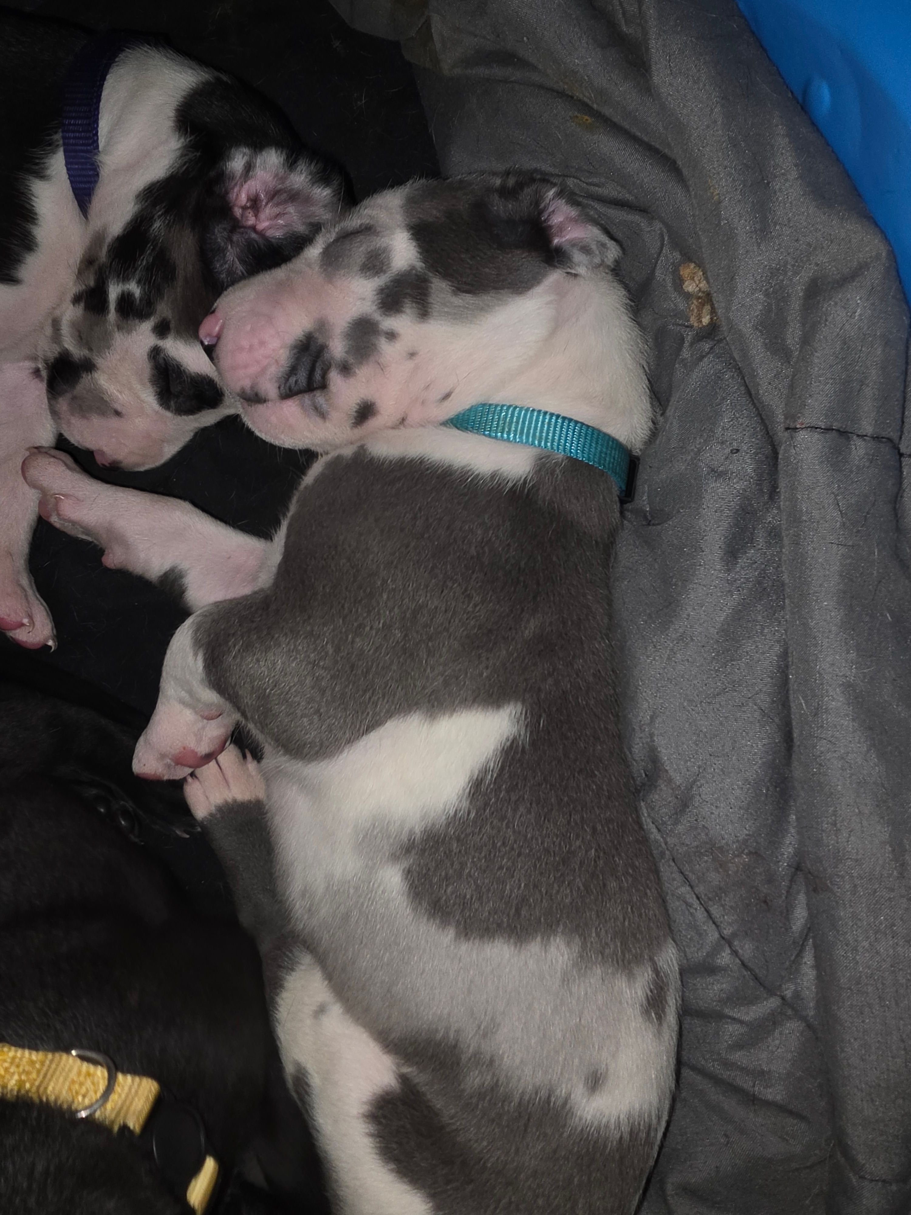 Not yet – Great Dane puppy for sale in Big Spring, TX