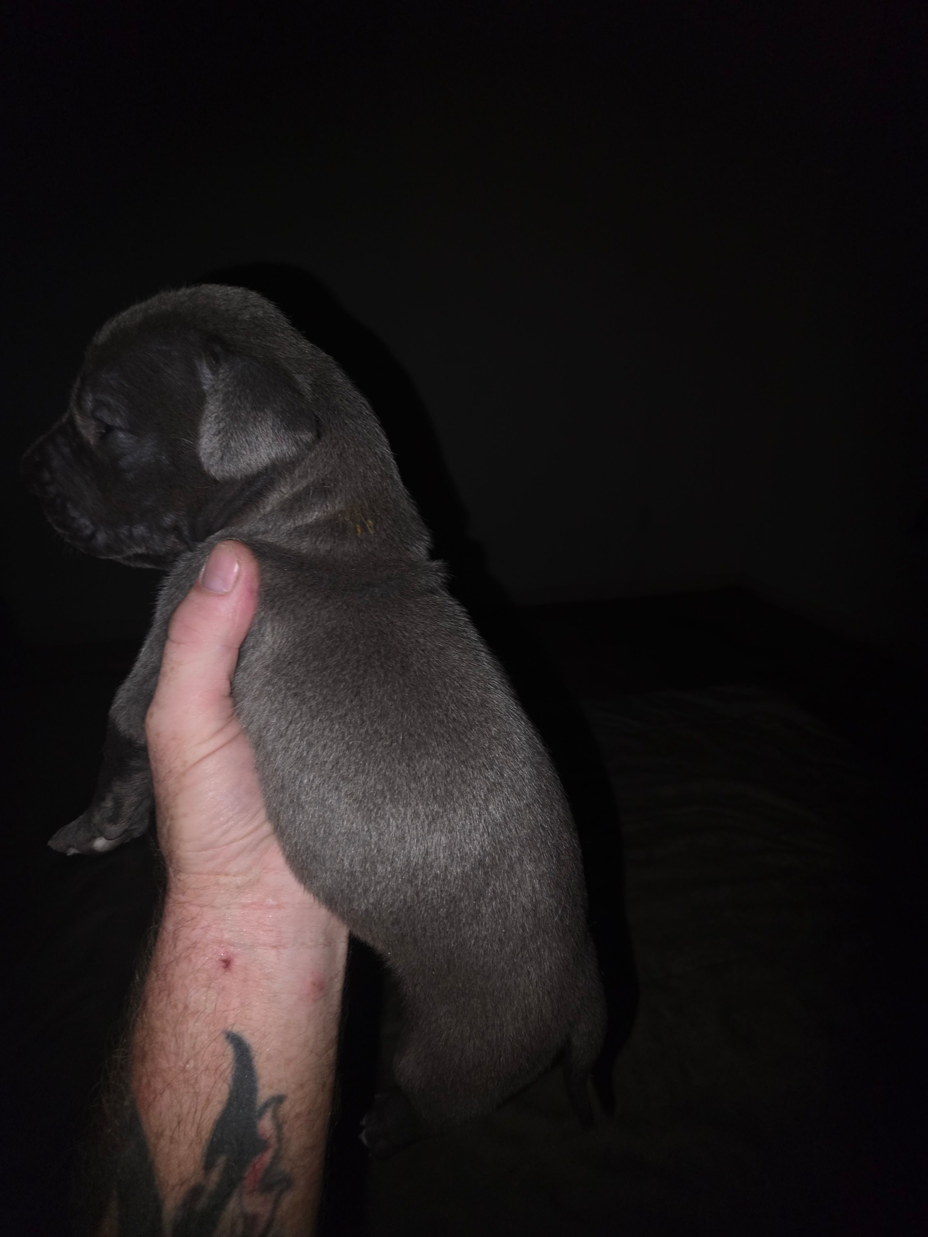 Gunner – Great Dane puppy for sale in Big Spring, TX