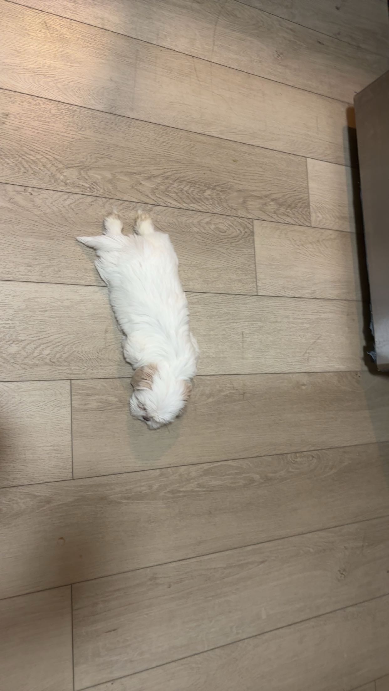 Molly – Shih Tzu puppy for sale in New York City, NY
