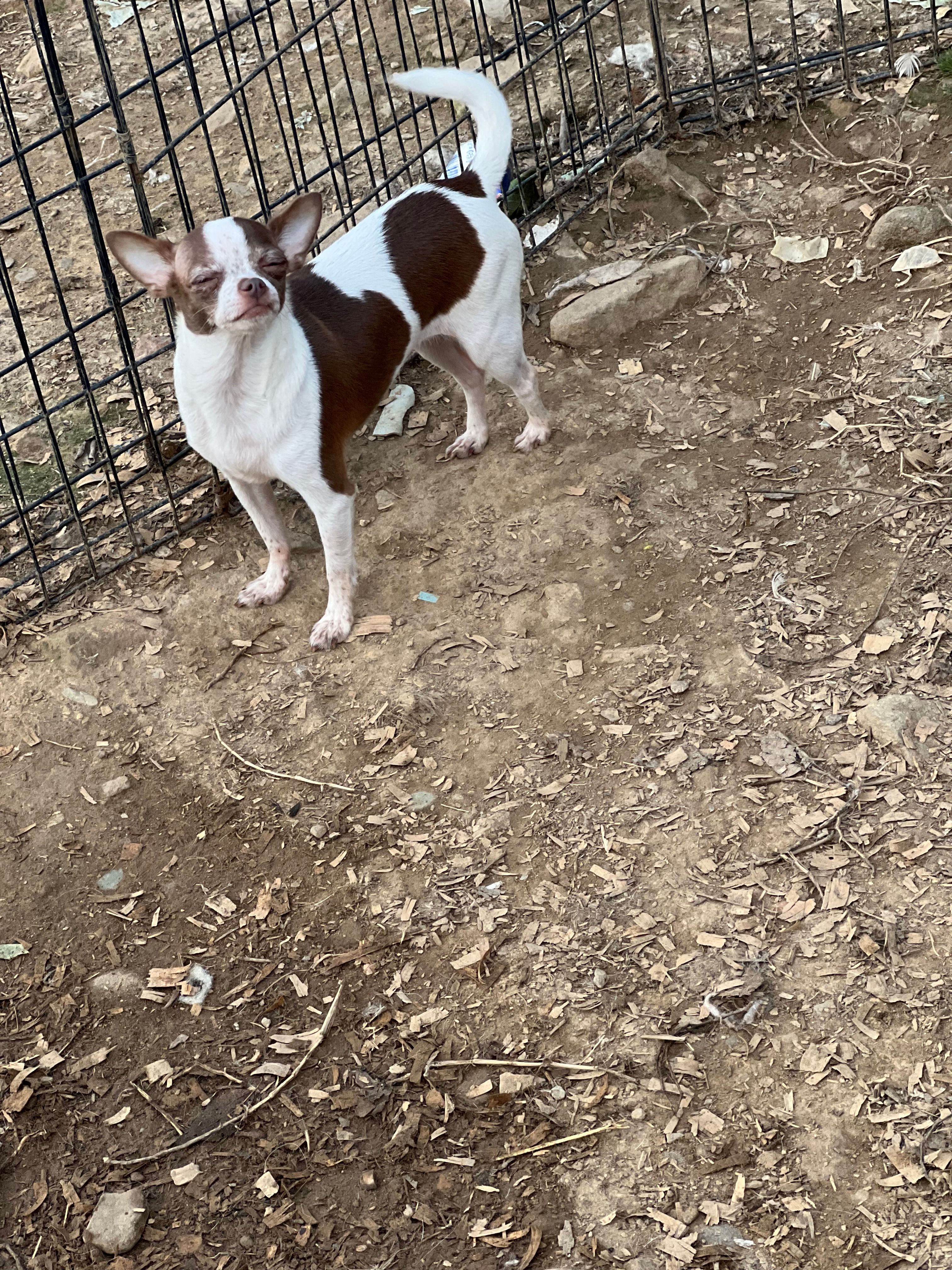 Tam – Chihuahua puppy for sale in Berryville, AR