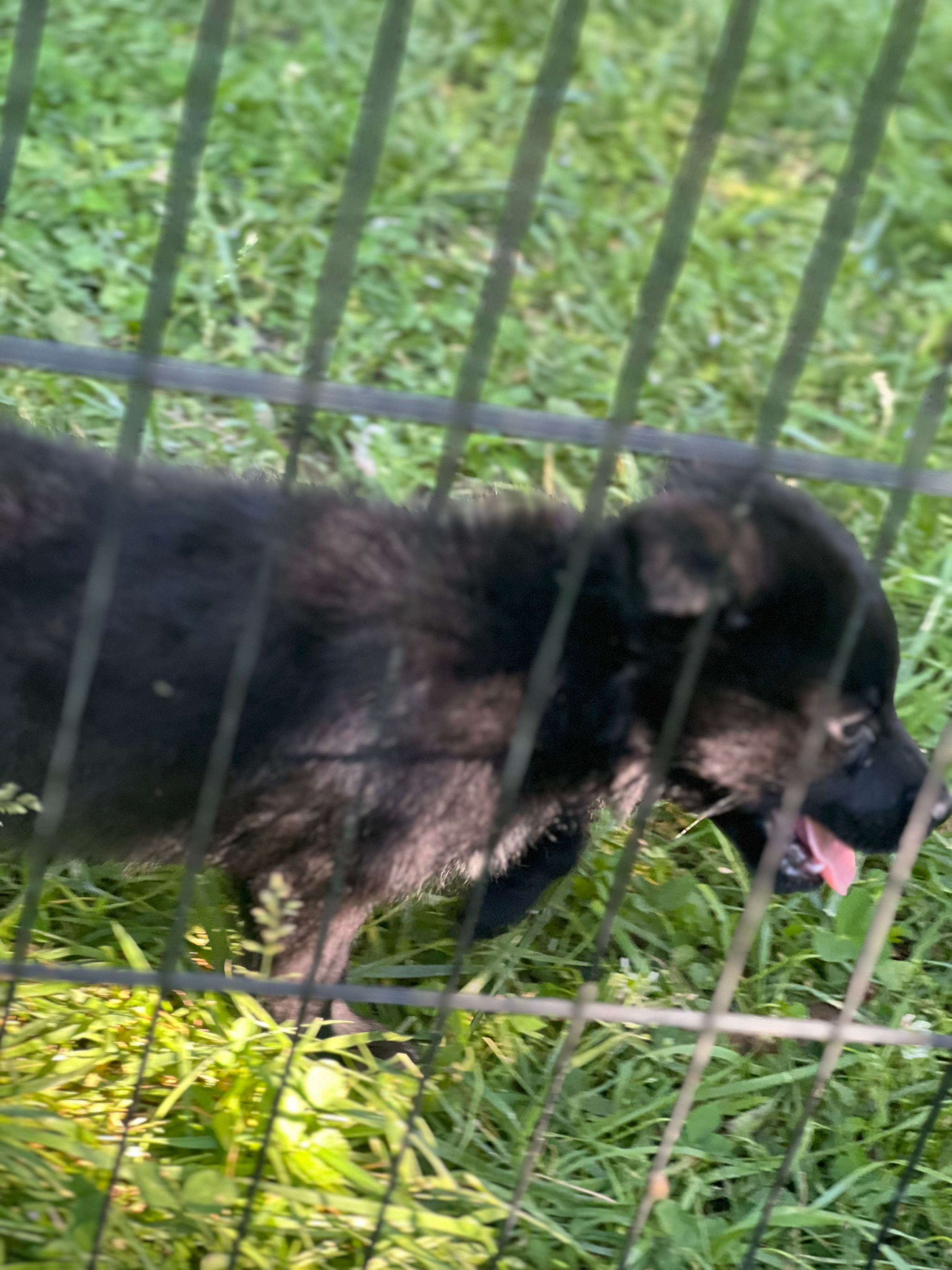 Buck – Border Collie, German Shepherd Dog puppy for sale in Berryville, AR