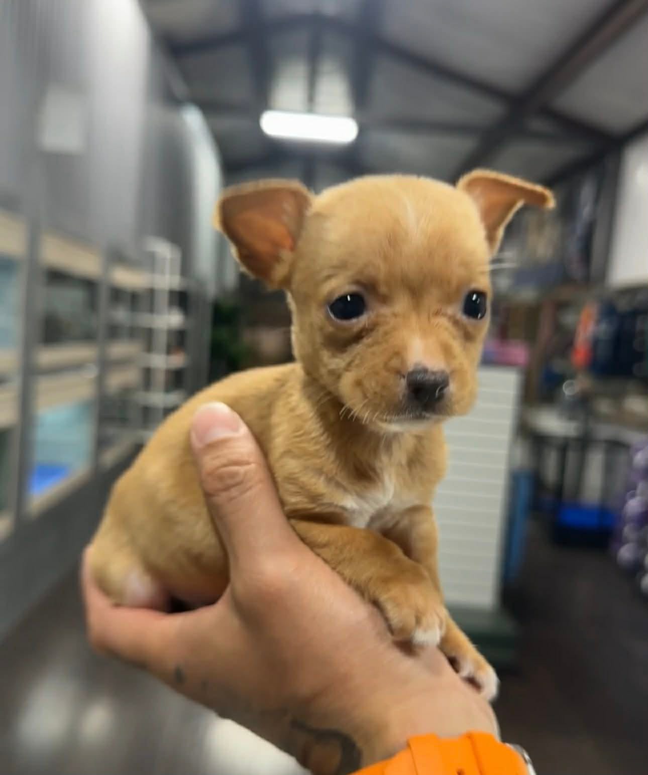 ROXY – Chihuahua puppy for sale in Cypress, TX