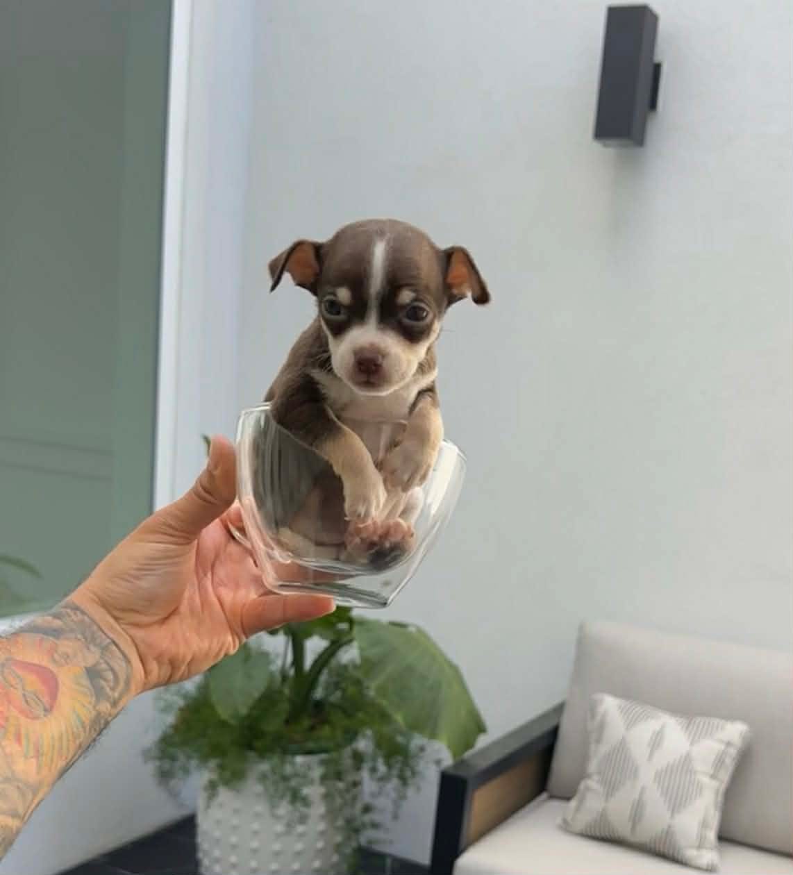 TOKYO – Chihuahua puppy for sale in Cypress, TX