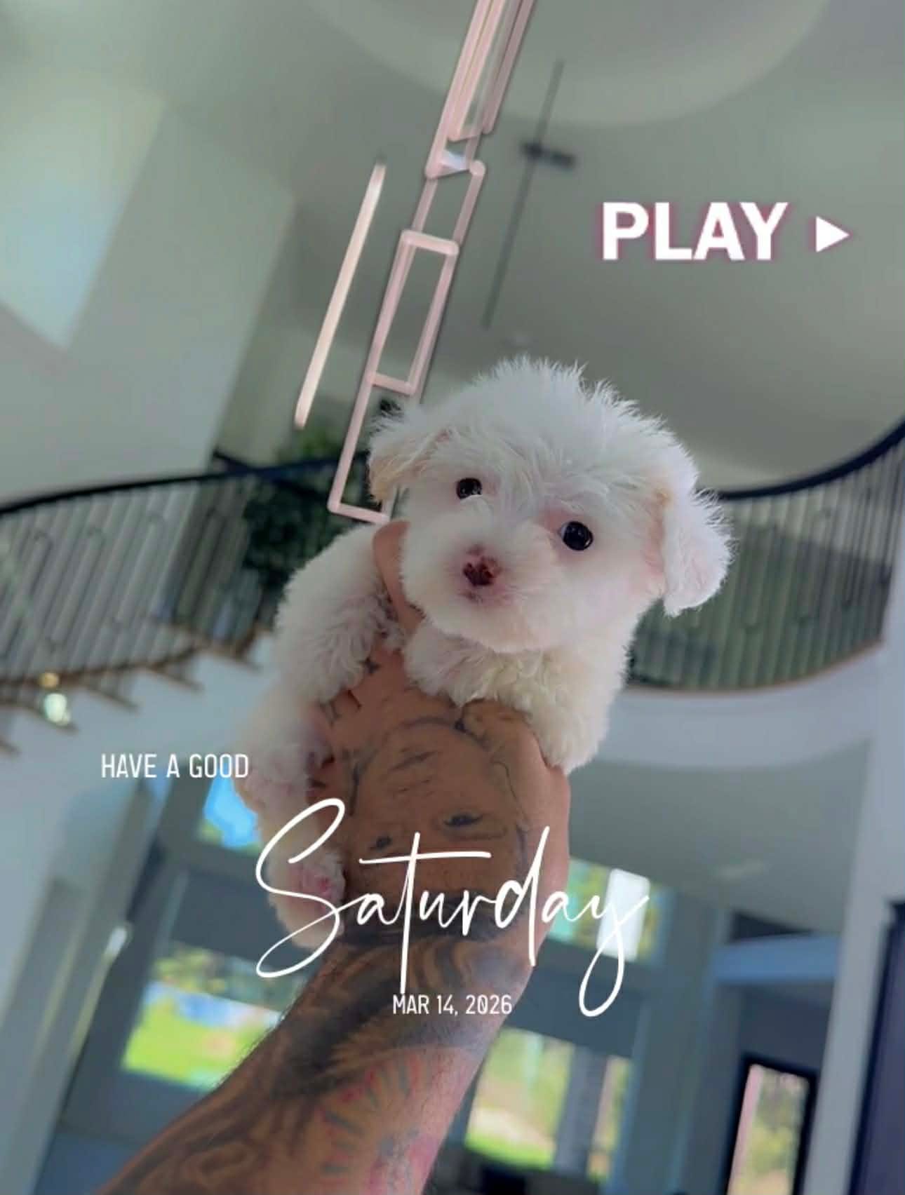 CHINA – Poodle - Toy  puppy for sale in Cypress, TX