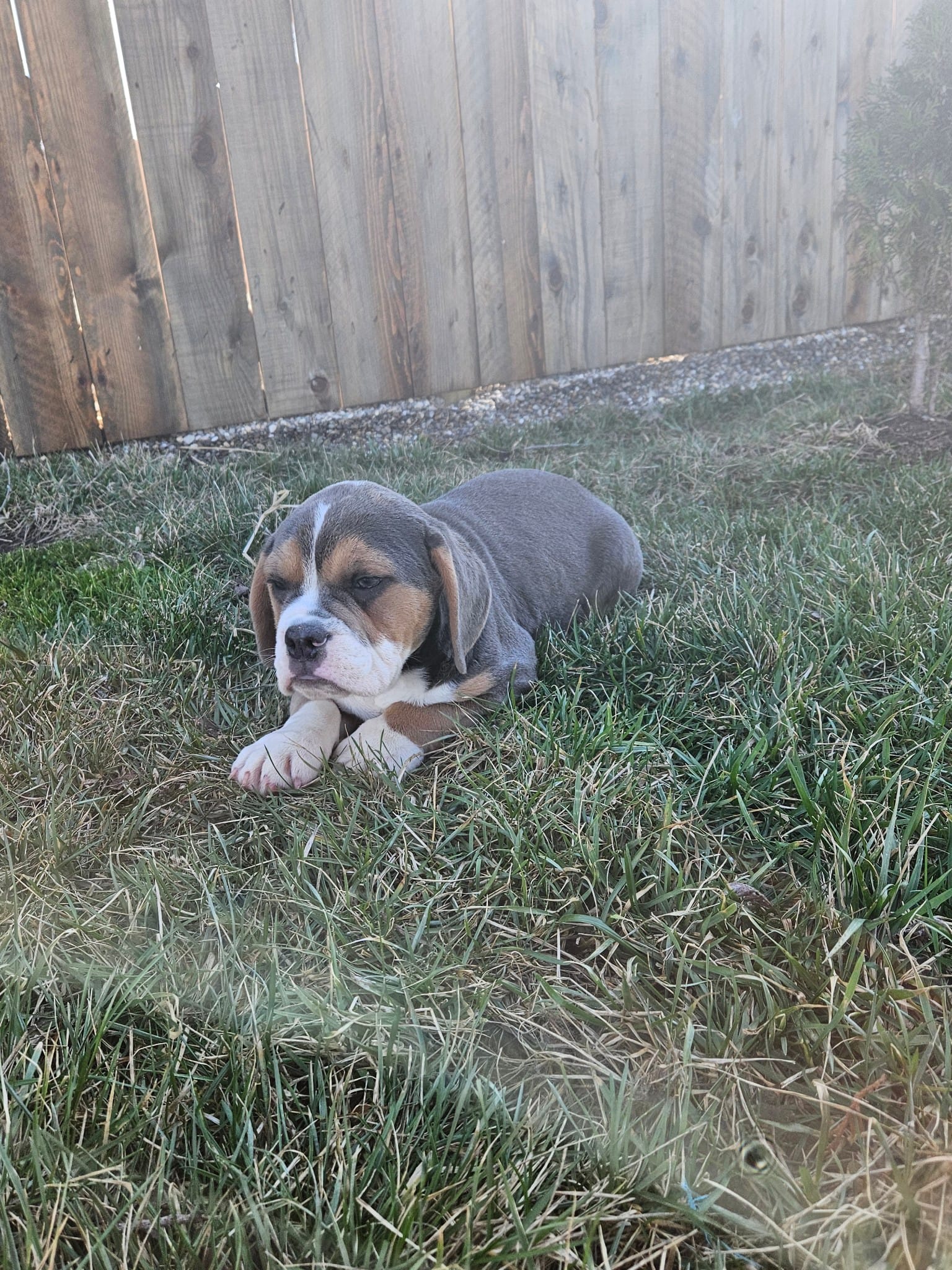 Hannah – English Bulldog, Beagle puppy for sale in Montgomery, IN