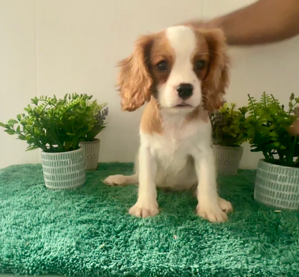 Cupid *Price Reduced*