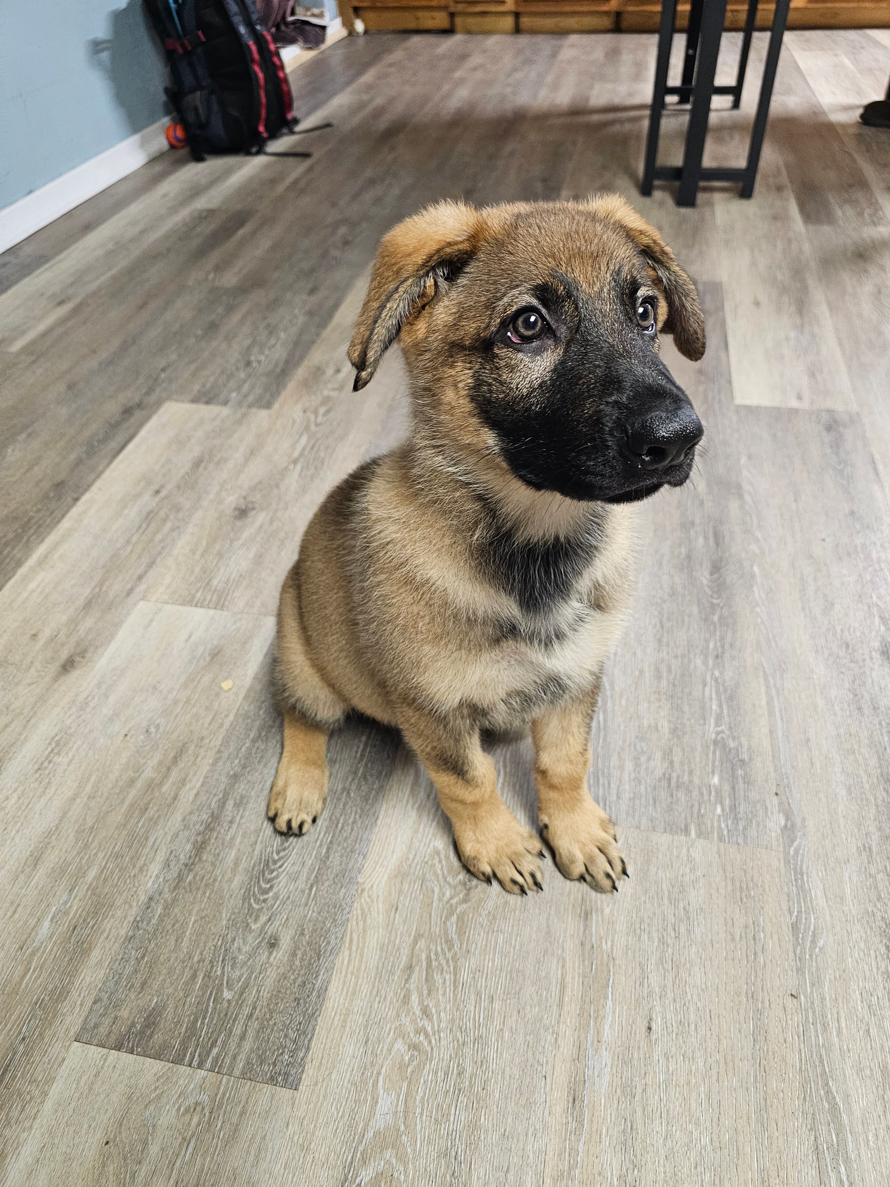 Tank (Orange Male) – German Shepherd Dog puppy for sale in Lake City, FL