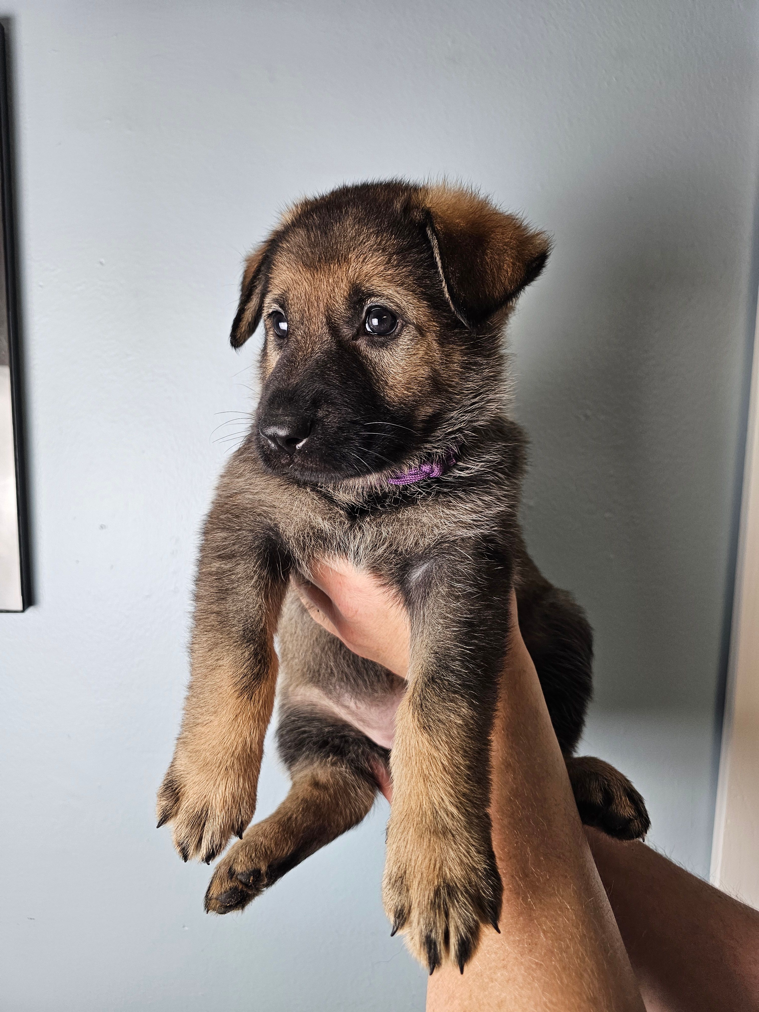 Purple Collar Female – German Shepherd Dog puppy for sale in Lake City, FL
