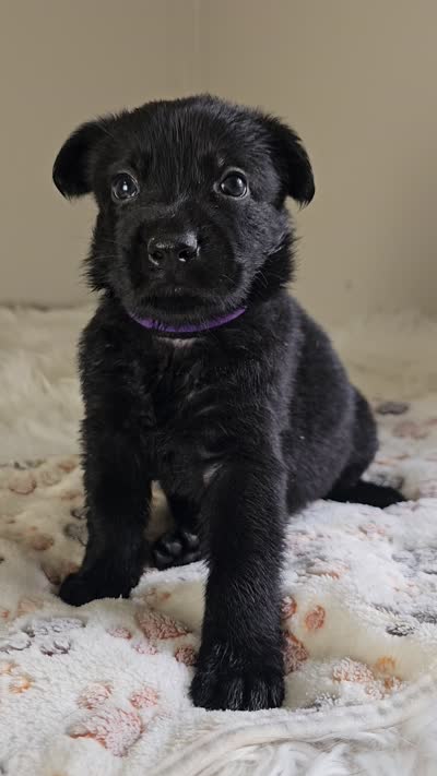 Purple Male, a male German Shepherd Dog for sale in Lake City, FL – 2 of 6