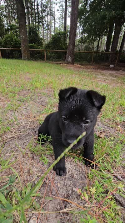 Green Female, a female German Shepherd Dog for sale in Lake City, FL – 2 of 4