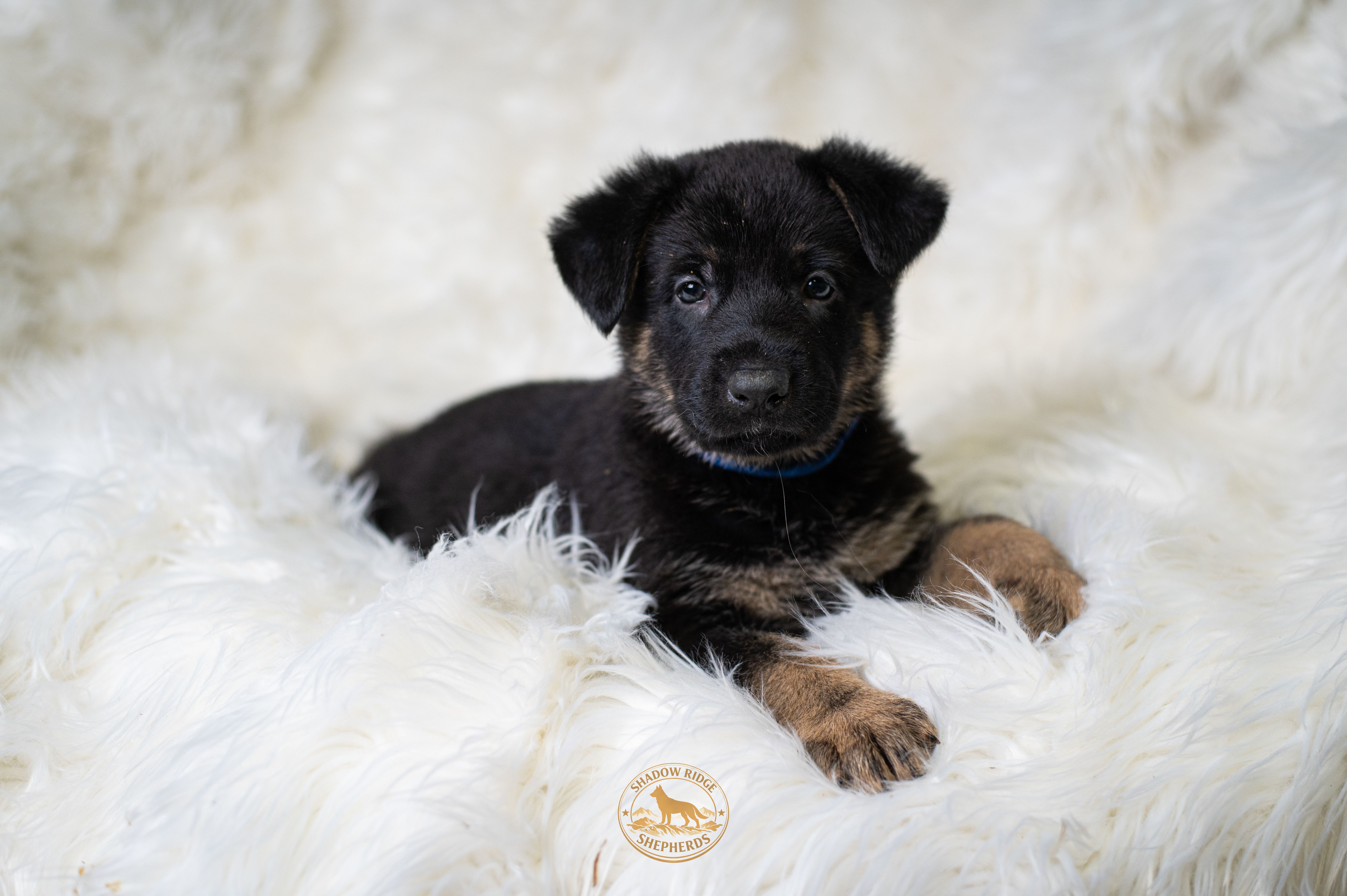 Blue Collar Boy – German Shepherd Dog puppy for sale in Lake City, FL