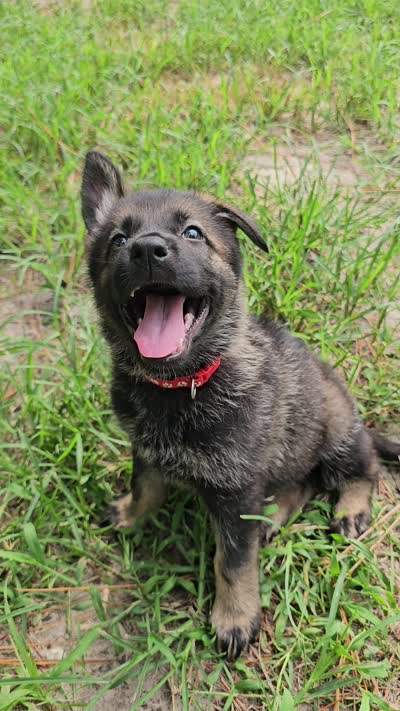 Red Female - Little Wolf, a female German Shepherd Dog for sale in Lake City, FL – 2 of 8