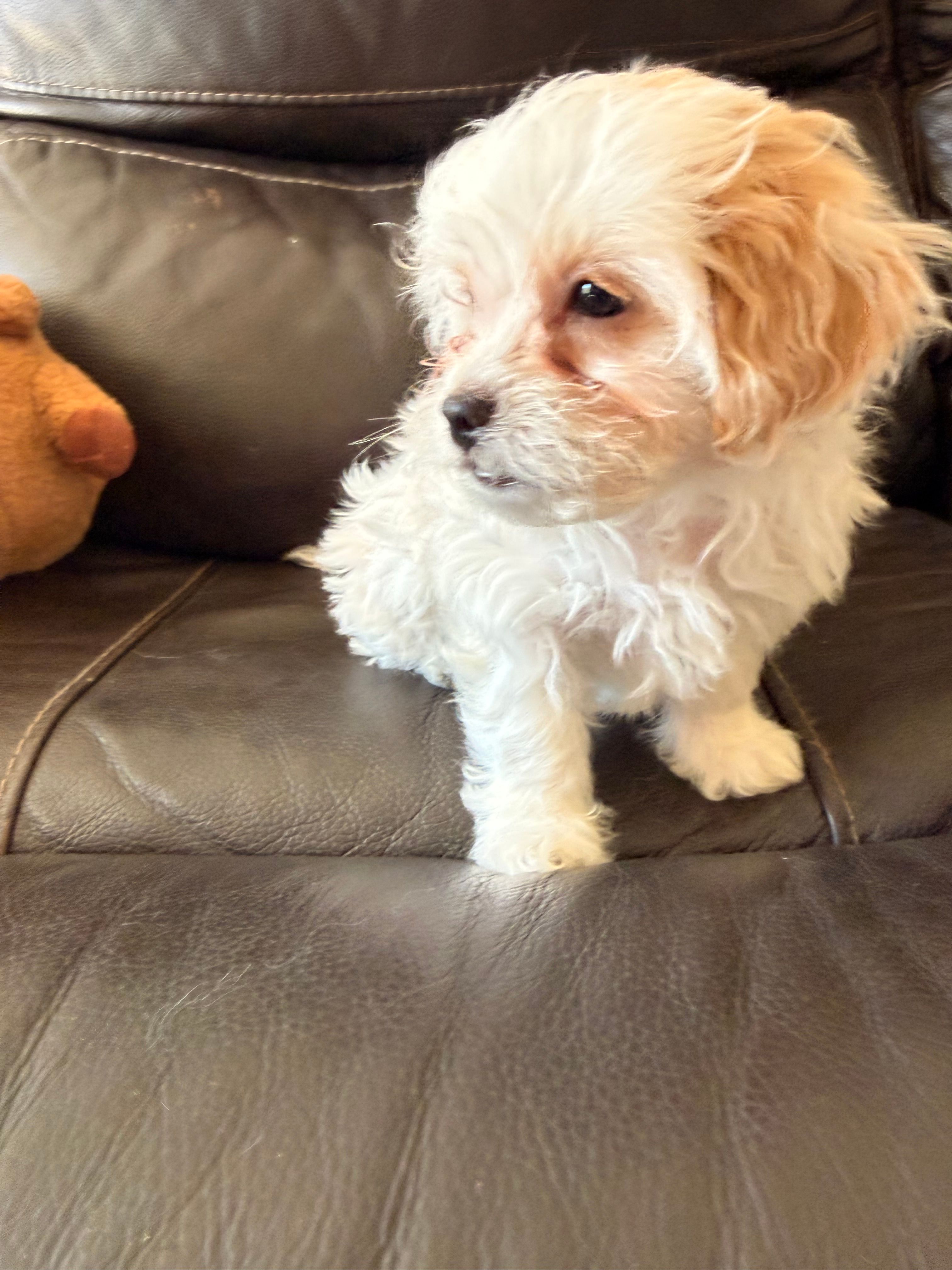 Bella  – Maltipoo puppy for sale in Los Angeles, CA