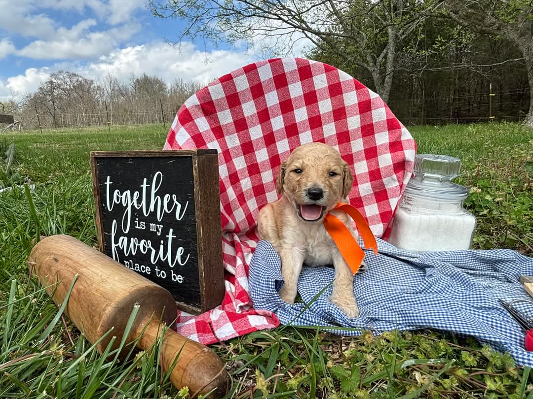 Baker – Goldendoodle puppy for sale in Coshocton, OH