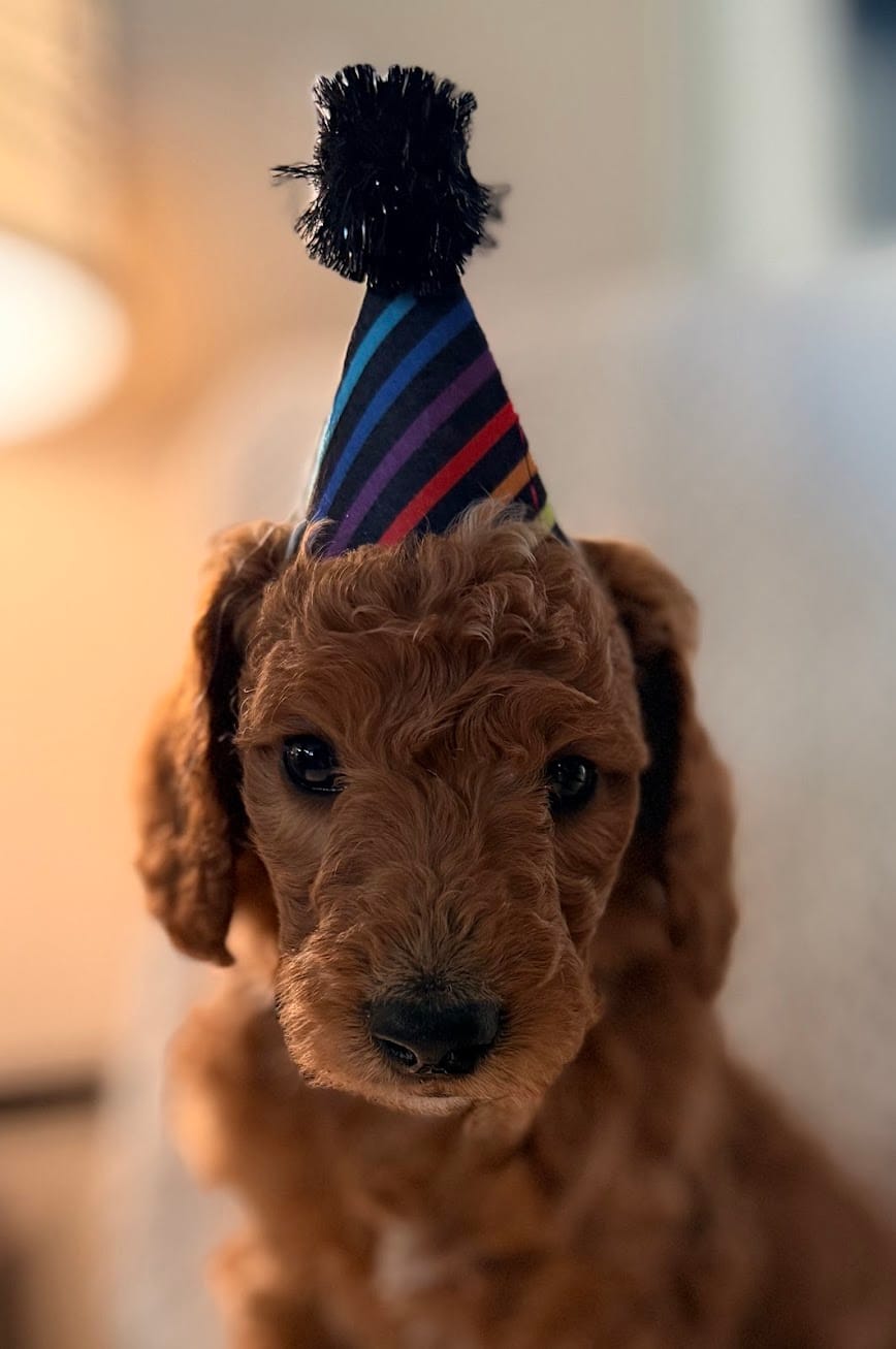 Mr. Black – Goldendoodle puppy for sale in Coeur d'Alene, ID