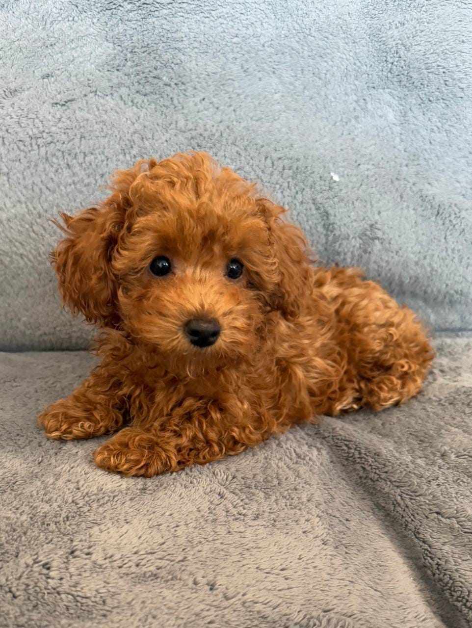 Toy poodle Puppies  – Poodle - Toy  puppy for sale in Sacramento, CA