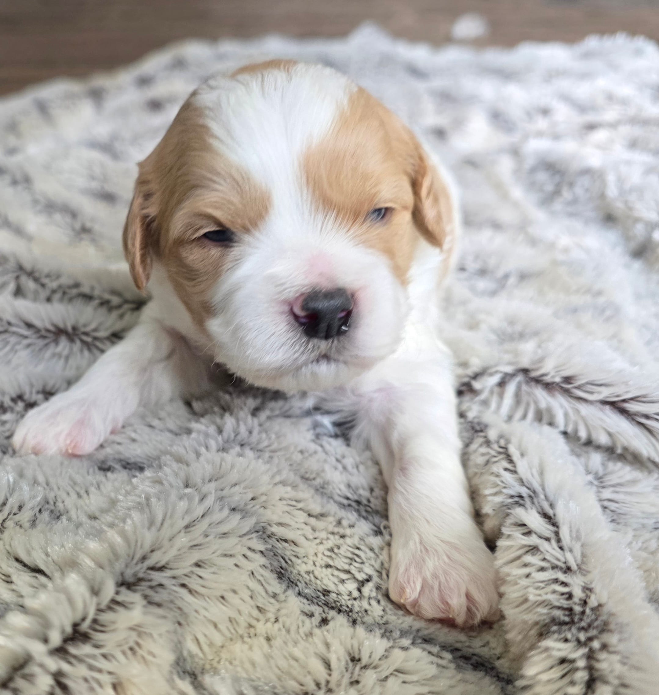 Bubbles – Cavapoo puppy for sale in Goshen, IN