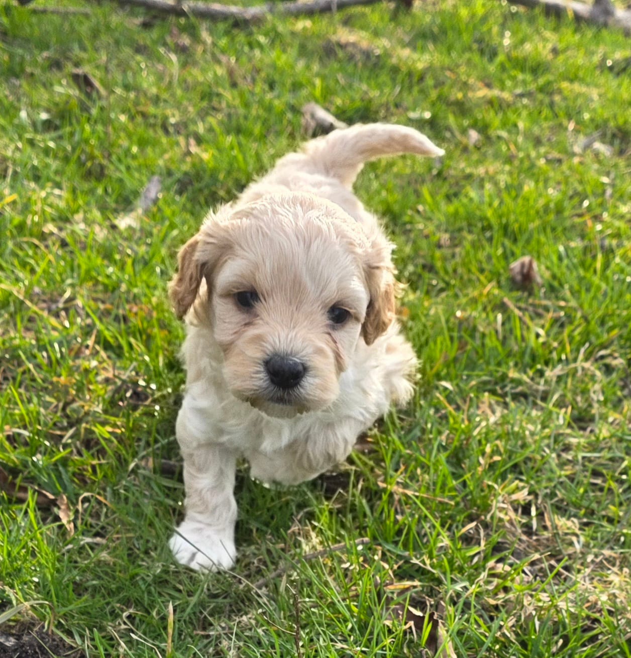 F1b Hank – Cavapoo puppy for sale in Goshen, IN