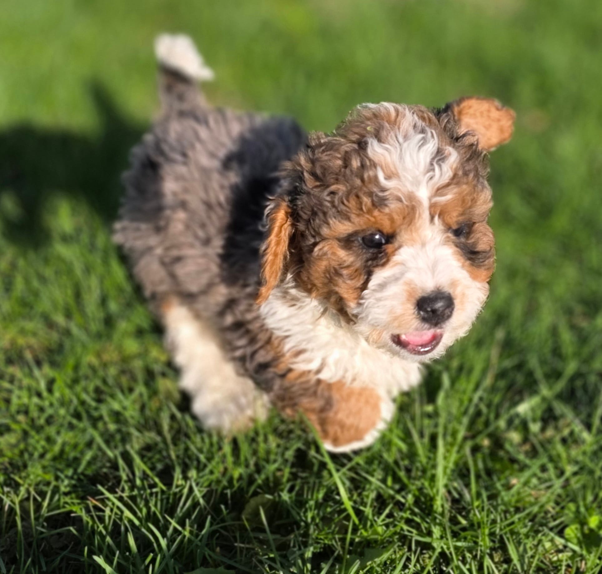 F1b Leo – Miniature Bernedoodle puppy for sale in Goshen, IN