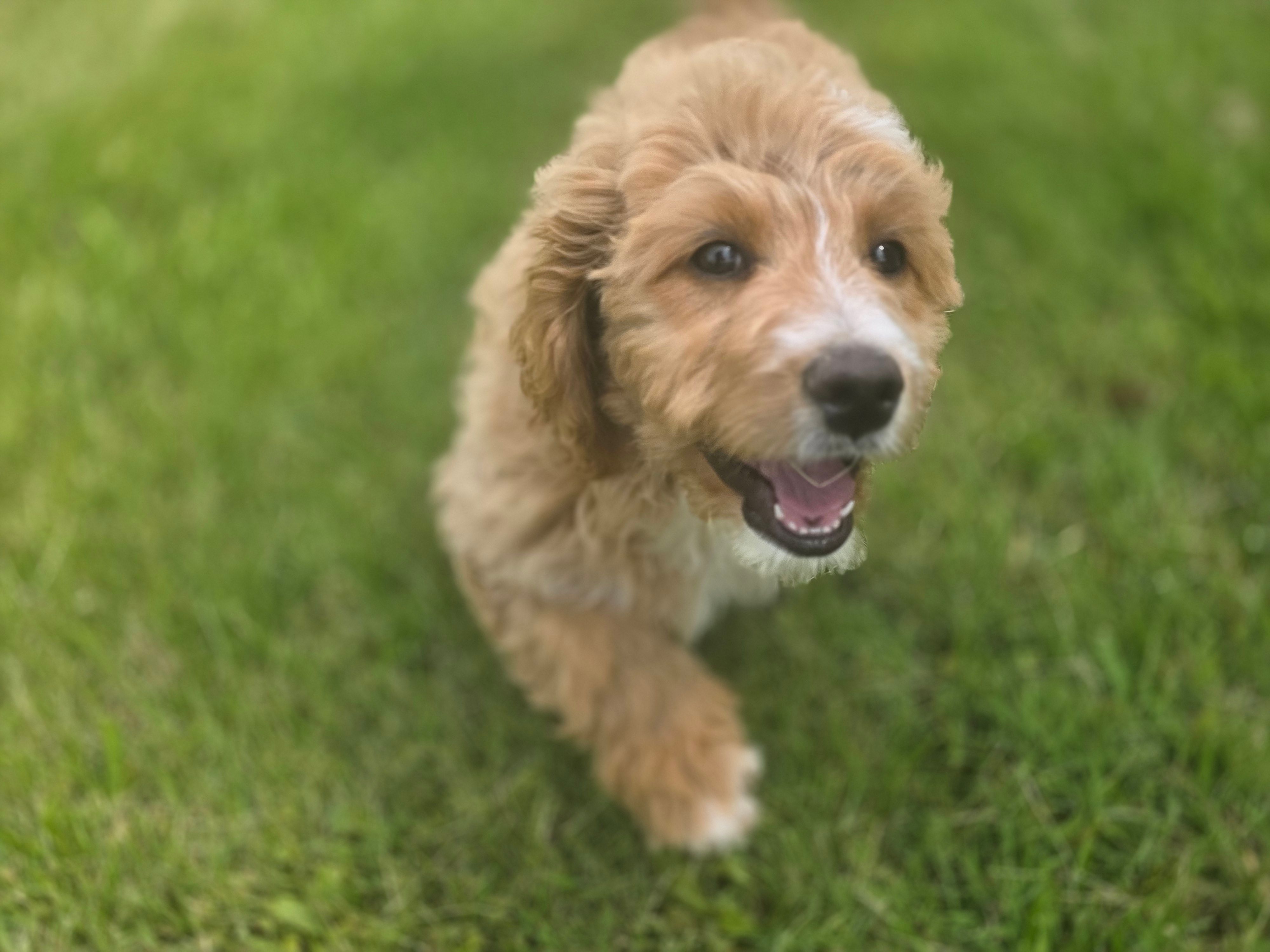 F1b Mae – Miniature Bernedoodle puppy for sale in Goshen, IN