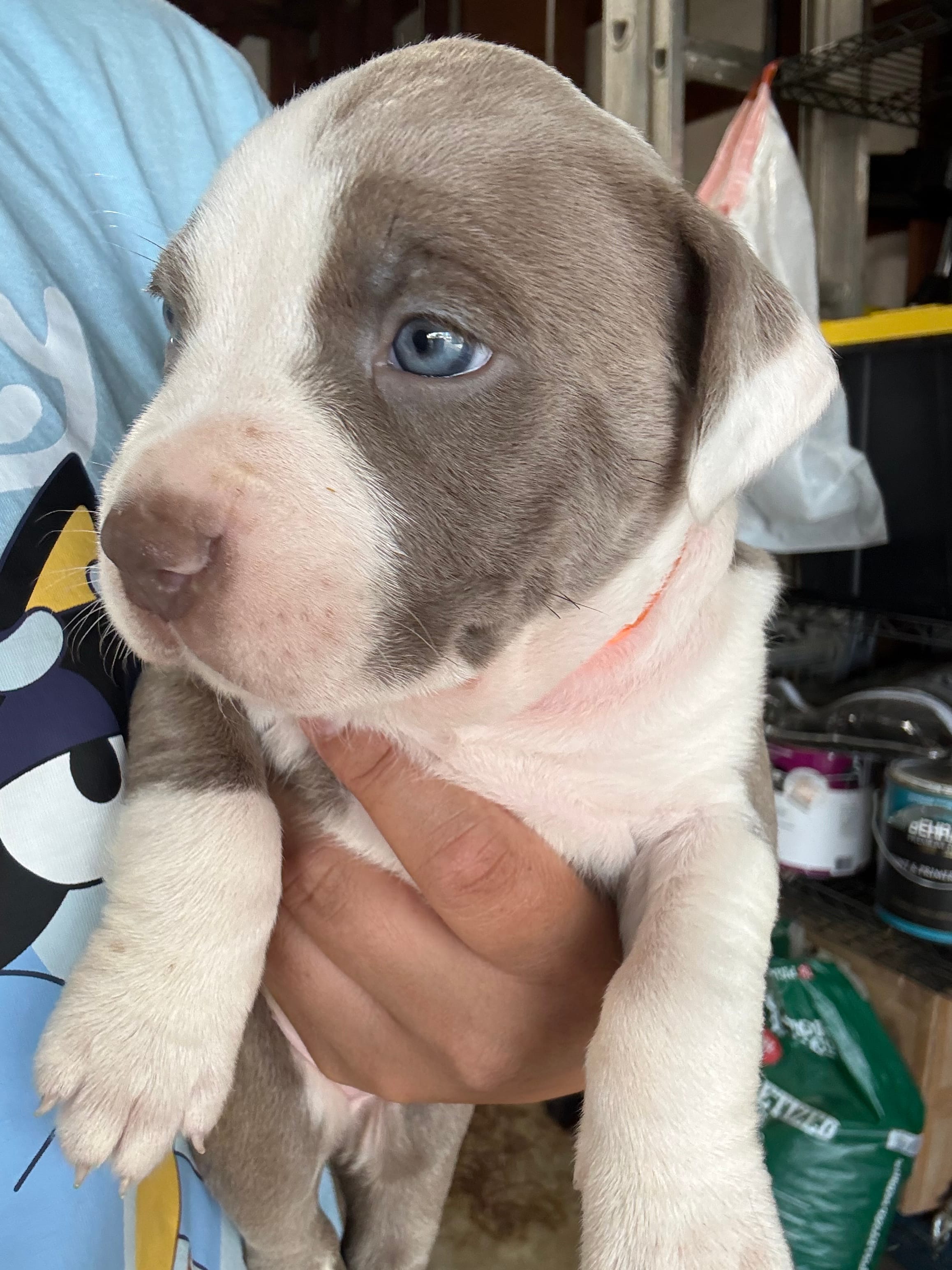NORA – American Pit Bull Terrier puppy for sale in Sacramento, CA