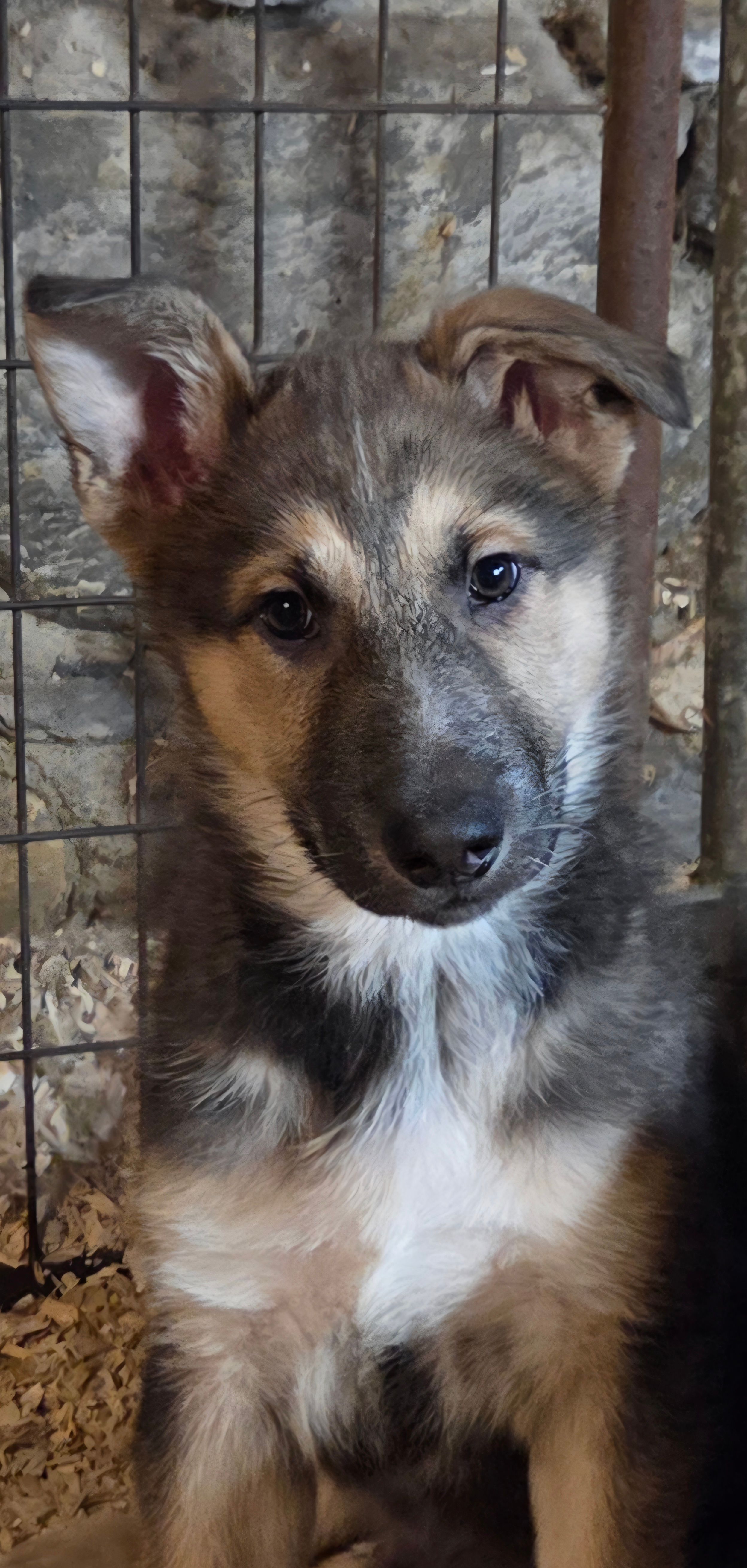 Bear – Native American Indian Dog puppy for sale in Shaftsbury, VT