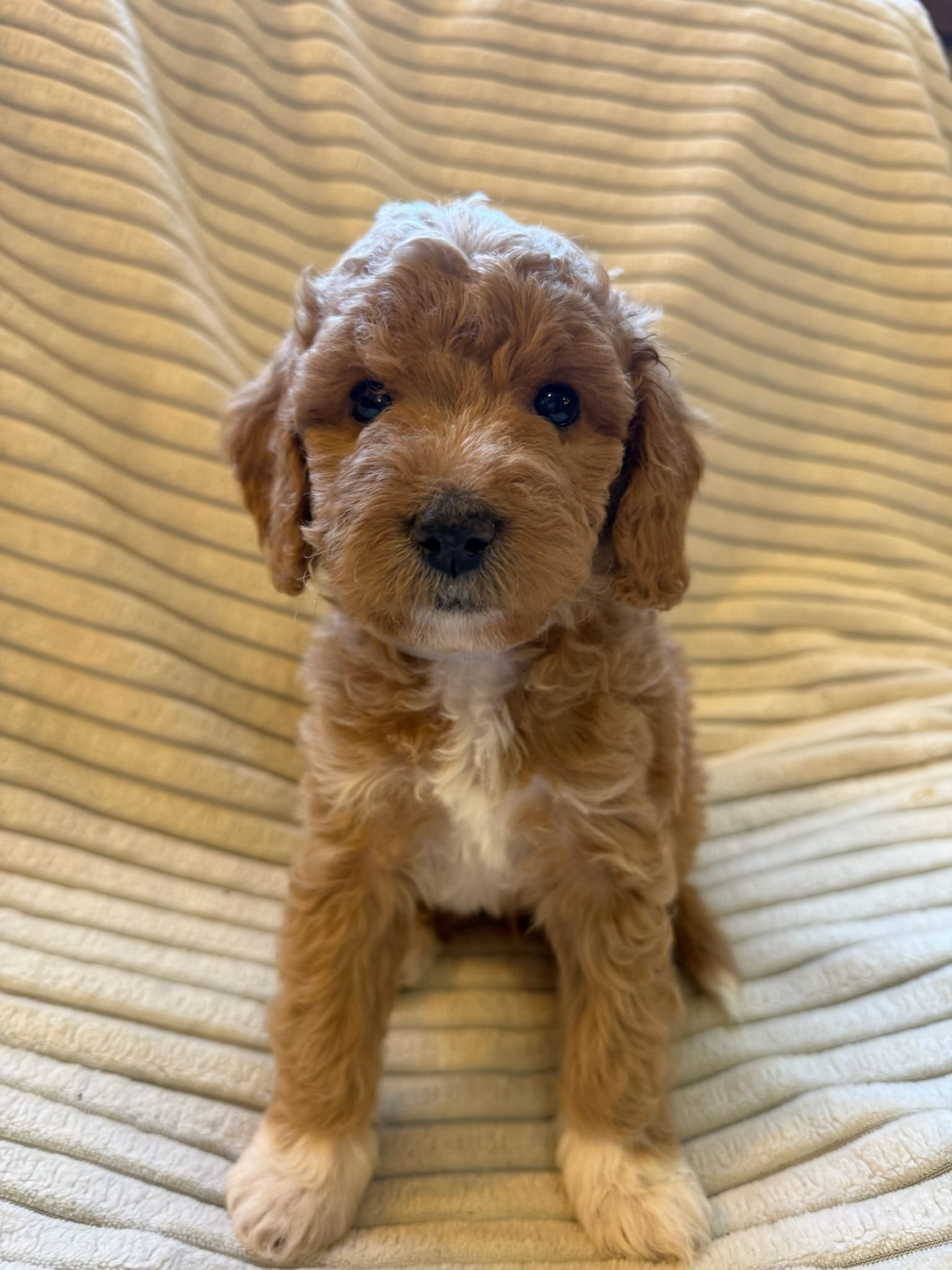 Spruce – Miniature Bernedoodle puppy for sale in Copenhagen, NY