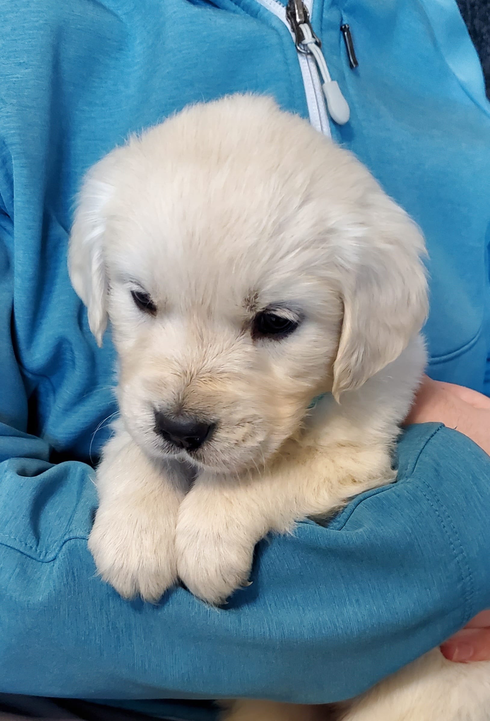 Jade – Golden Retriever puppy for sale in Potlatch, ID