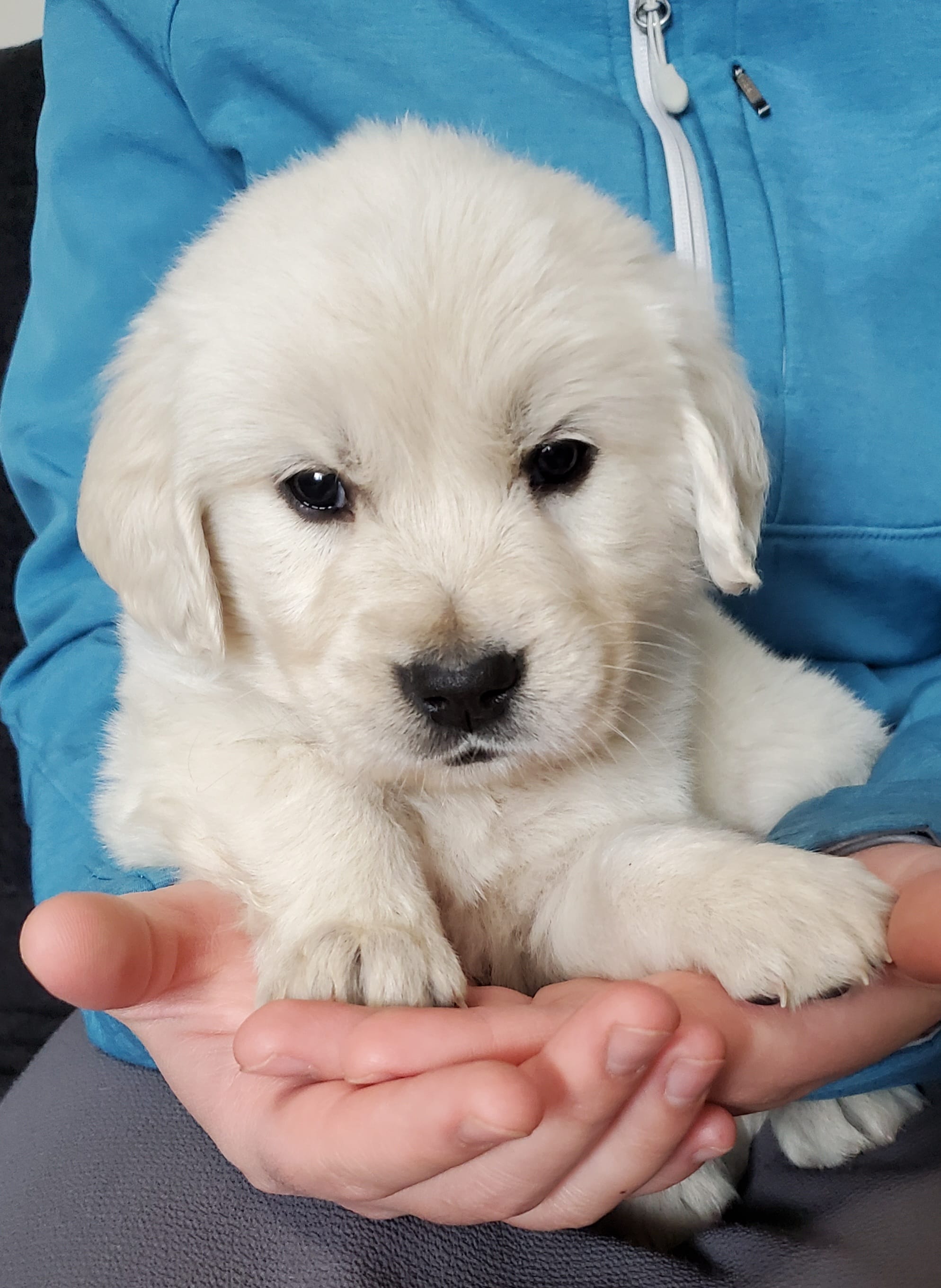 Forest – Golden Retriever puppy for sale in Potlatch, ID