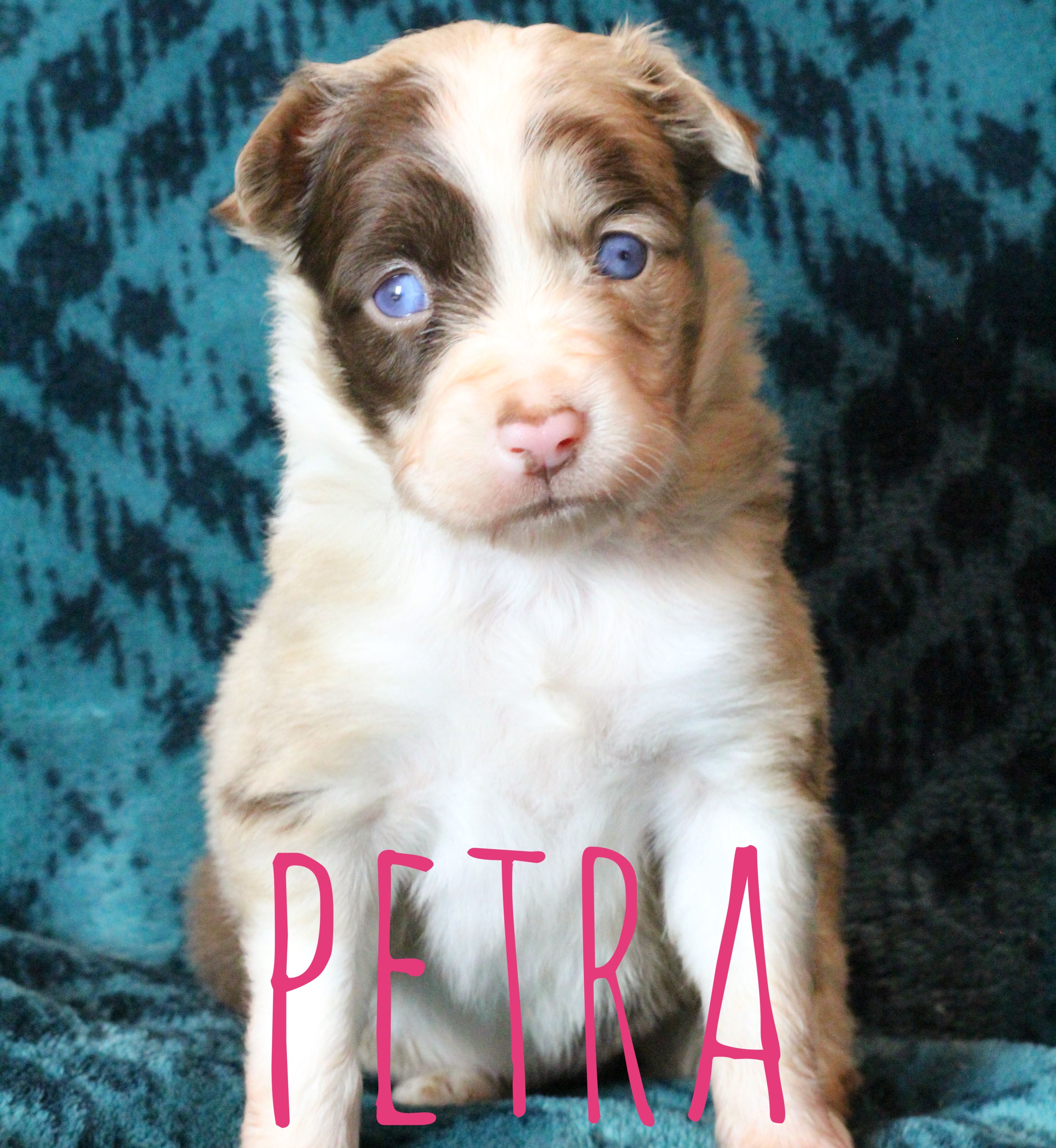 Petra – Miniature Australian Shepherd puppy for sale in Waseca, MN