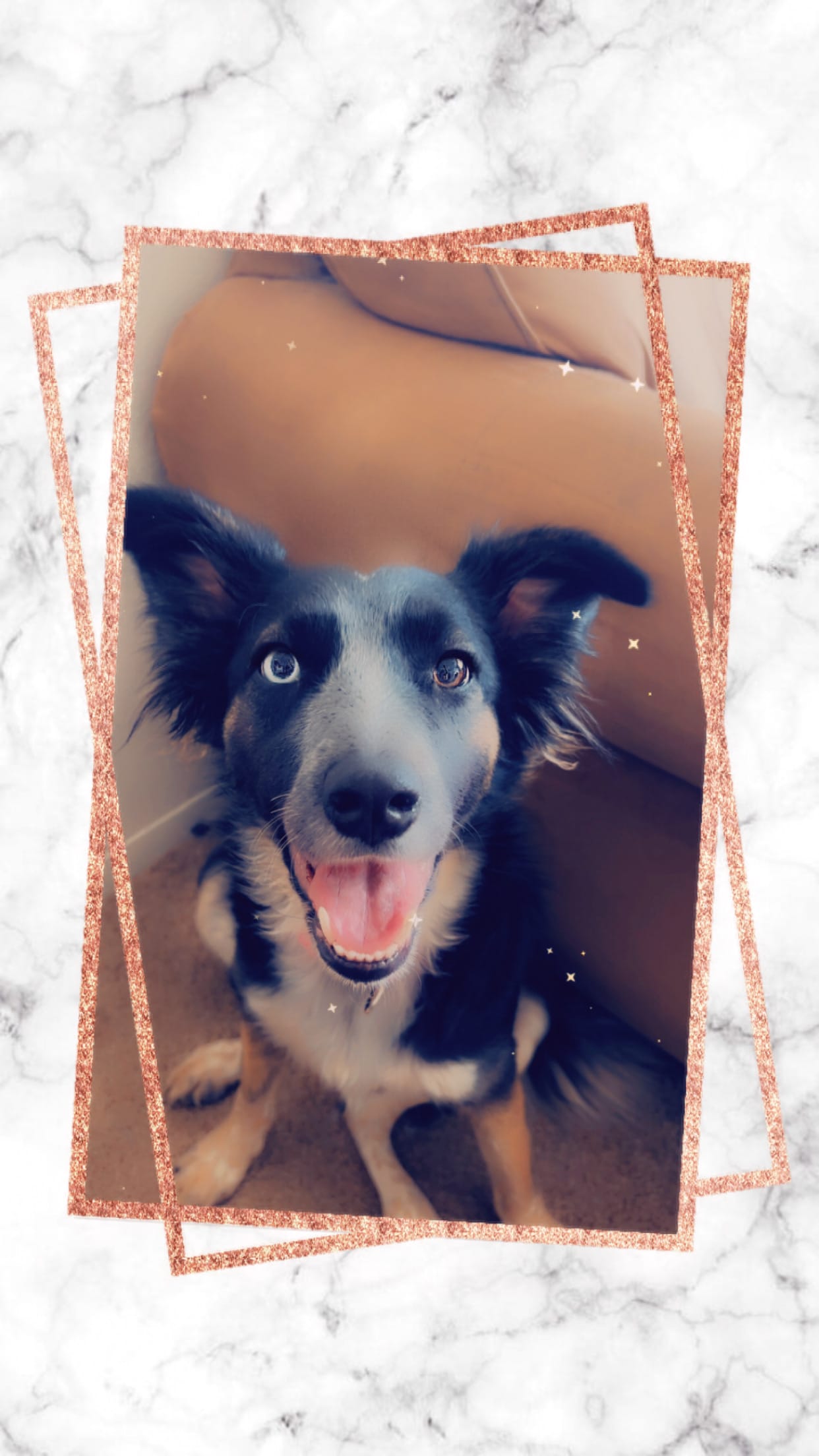 VENUS  – Border Collie puppy for sale in Philip, SD