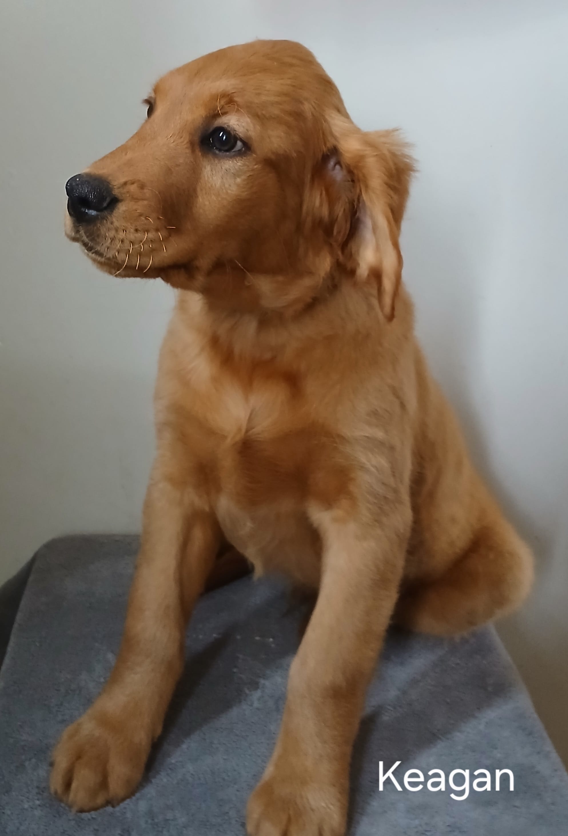Keagan  – Golden Retriever puppy for sale in Rapid River, MI