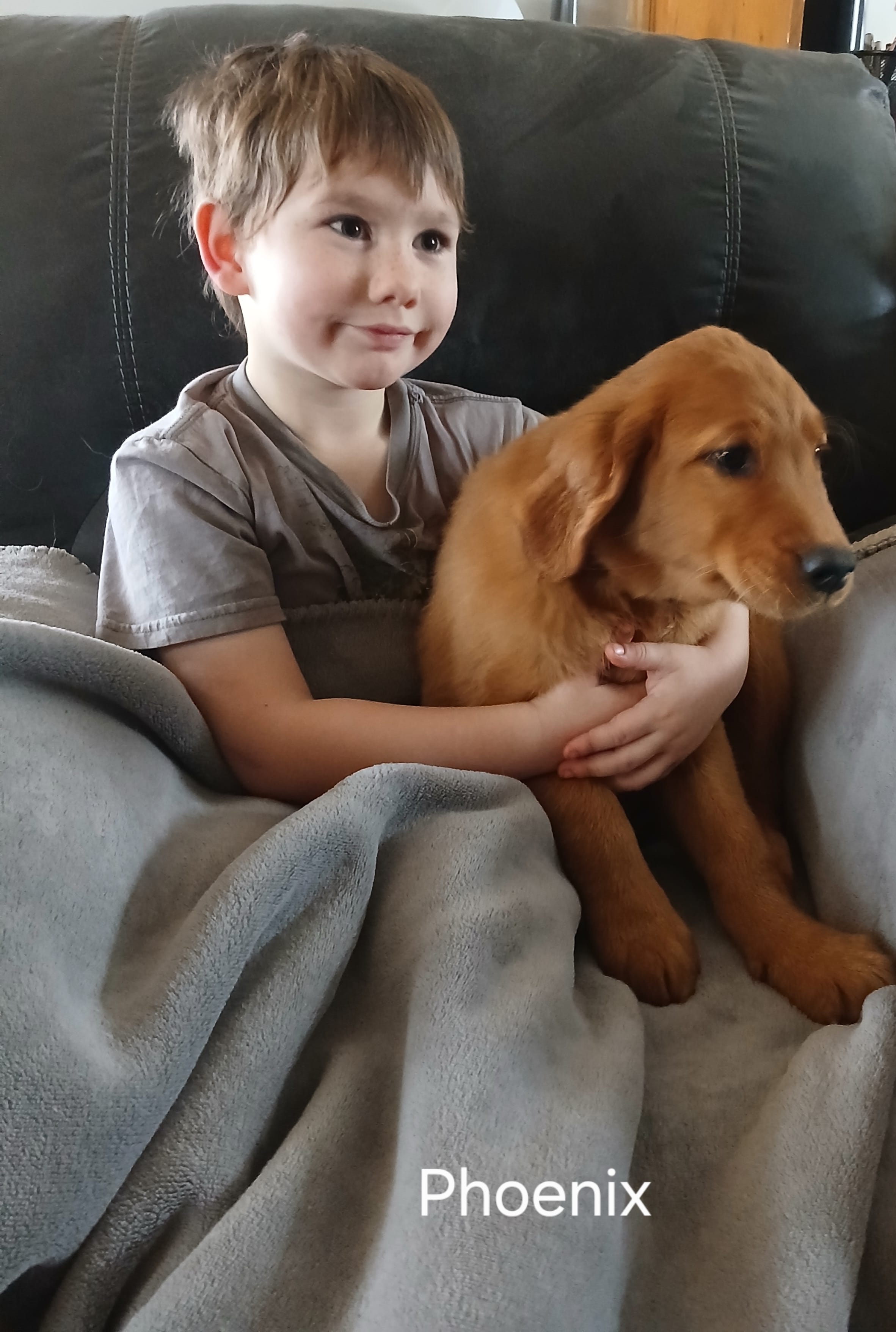 Phoenix  – Golden Retriever puppy for sale in Rapid River, MI