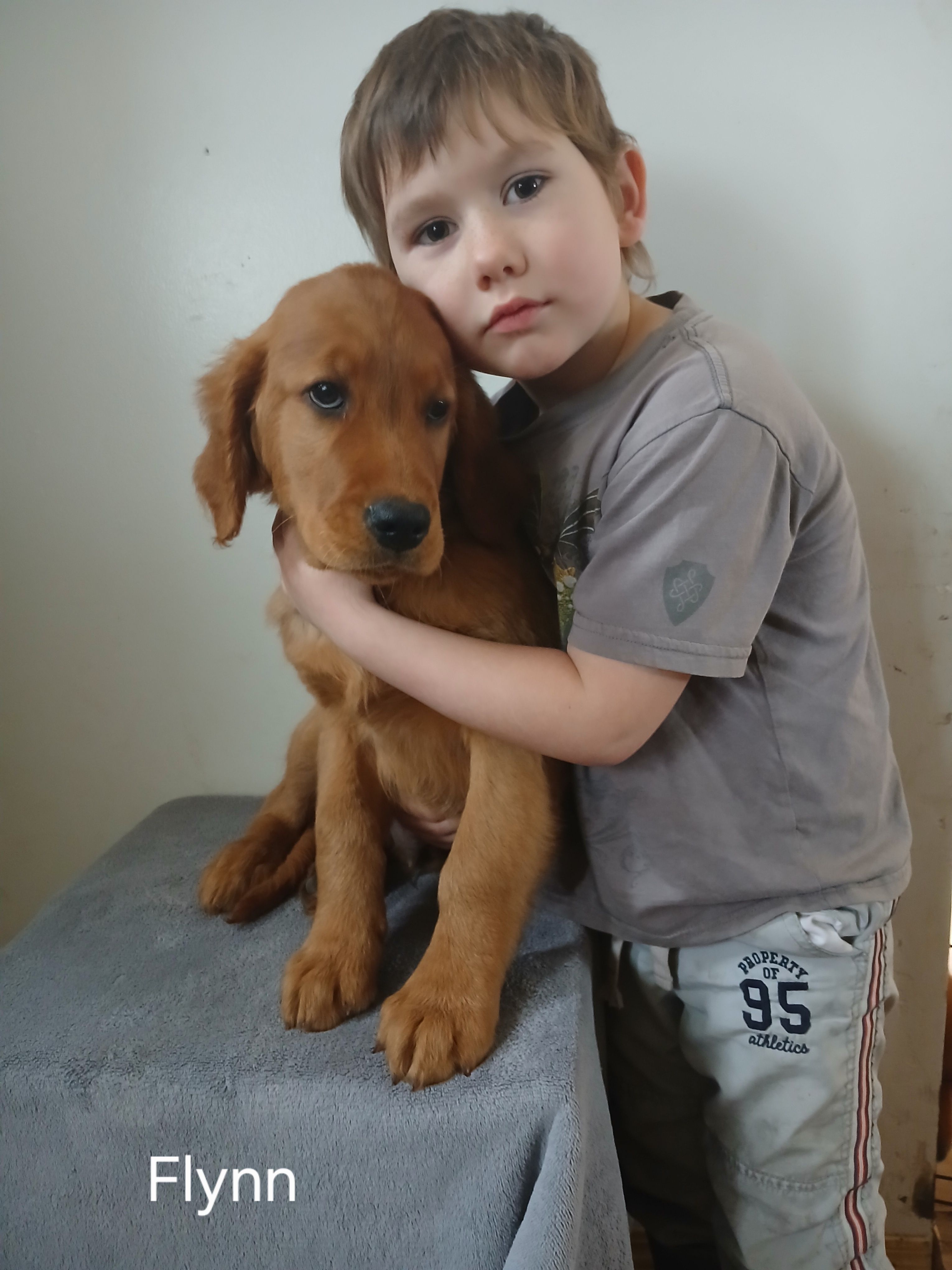 Flynn  – Golden Retriever puppy for sale in Rapid River, MI