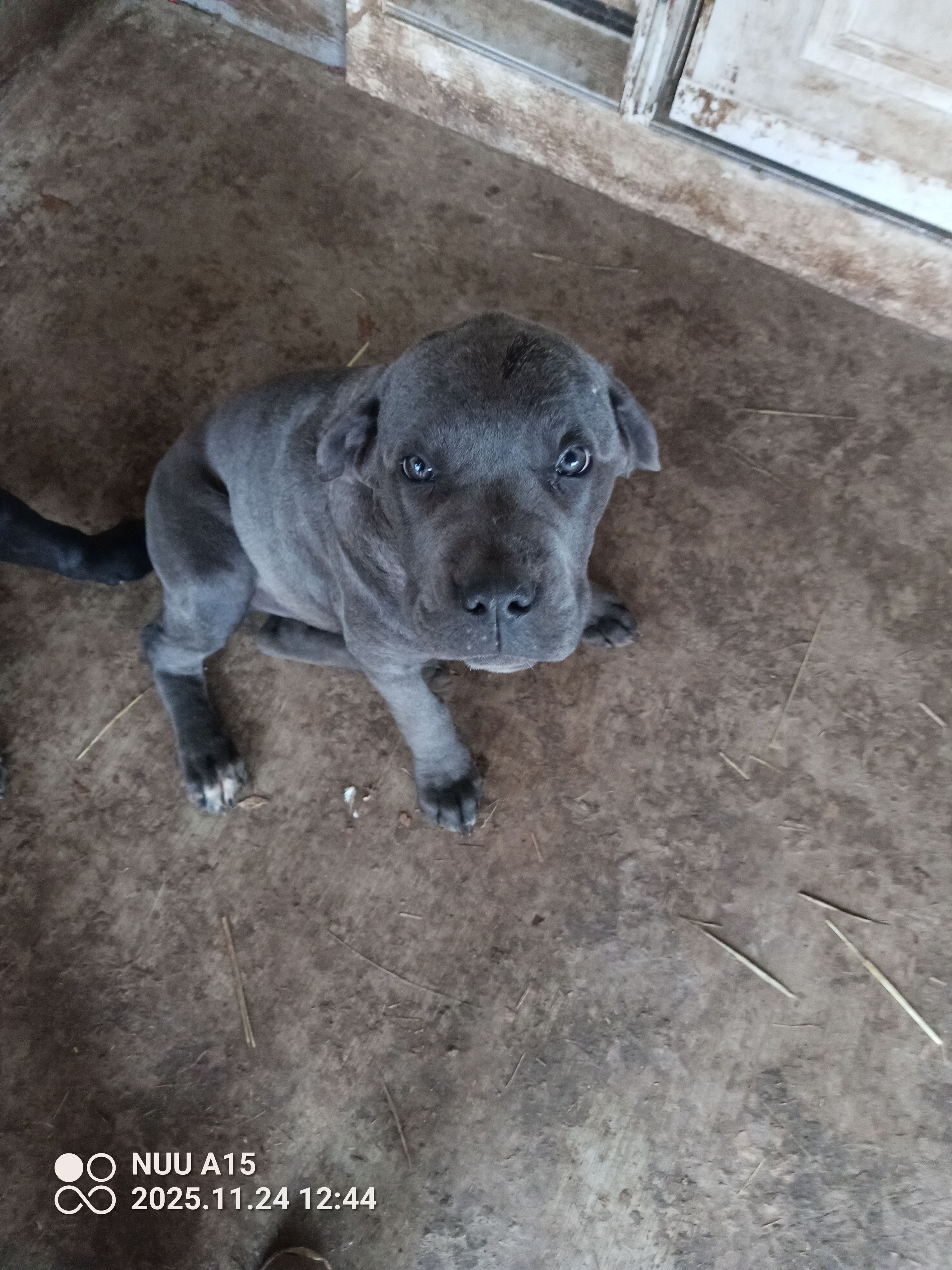 butterfly – Cane Corso puppy for sale in Basehor, KS