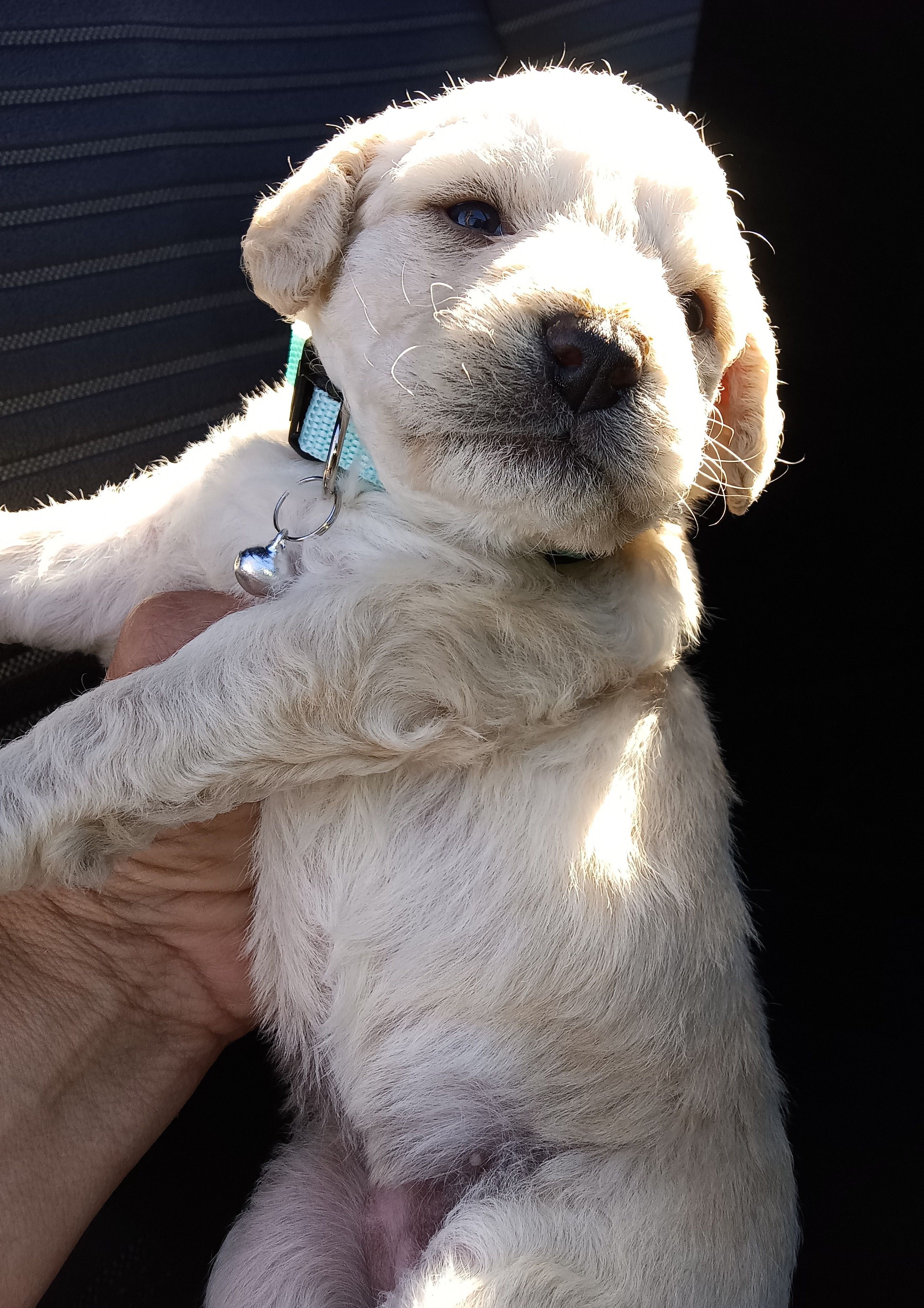 Nina – Maltese, Poodle - Miniature  puppy for sale in Chula Vista, CA