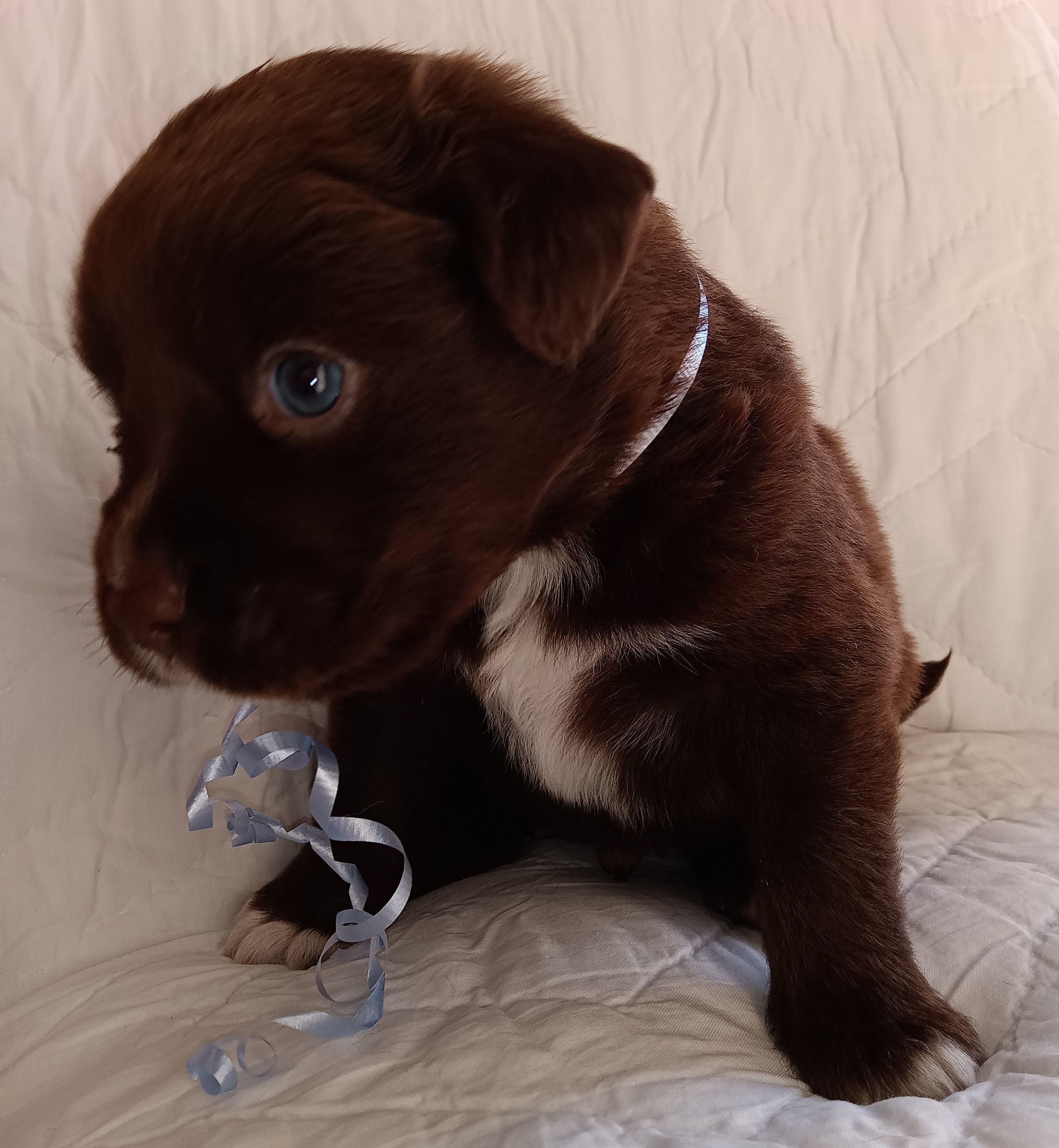 Choko – Labrador Retriever puppy for sale in Chula Vista, CA