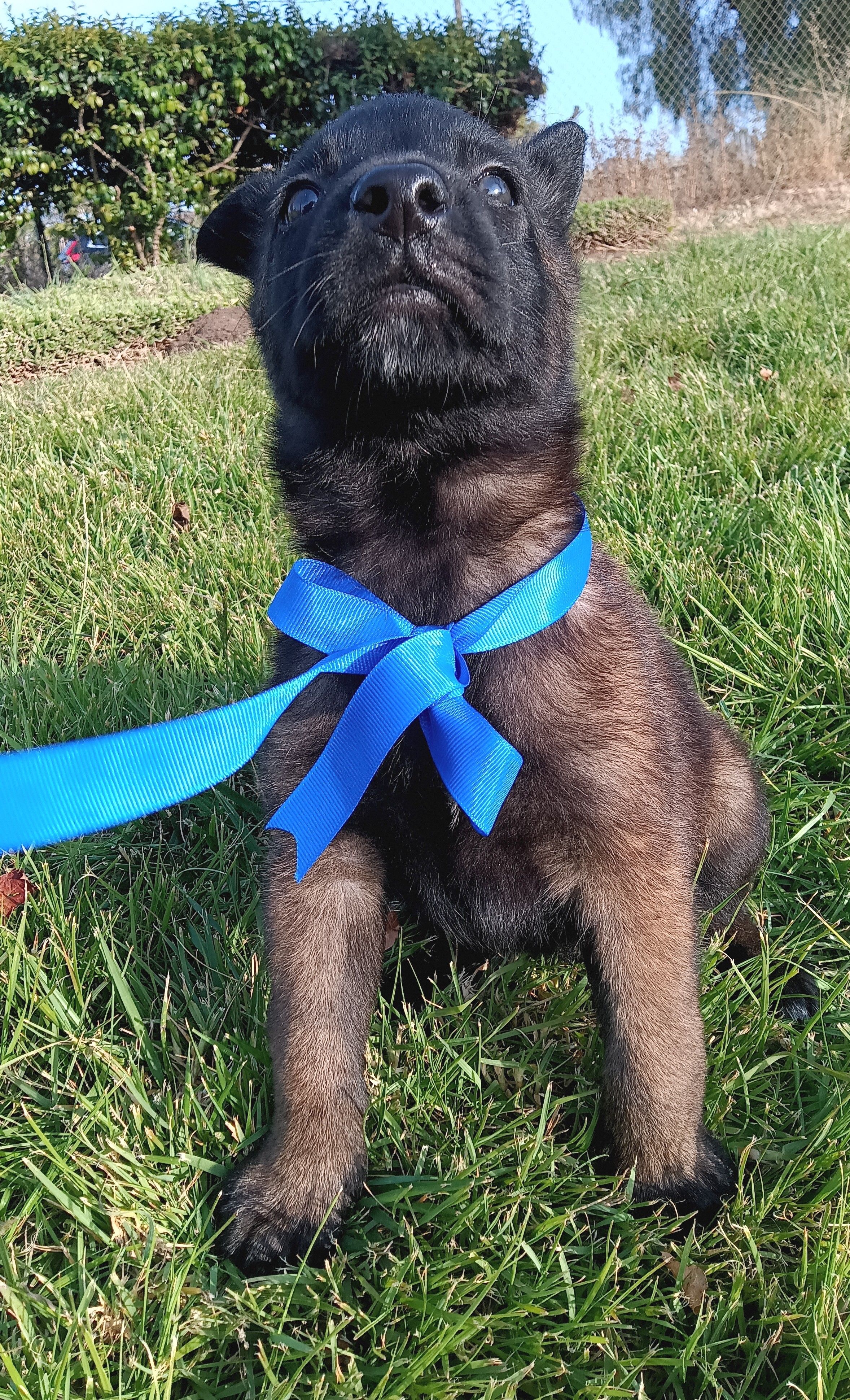 X – Belgian Malinois puppy for sale in Chula Vista, CA